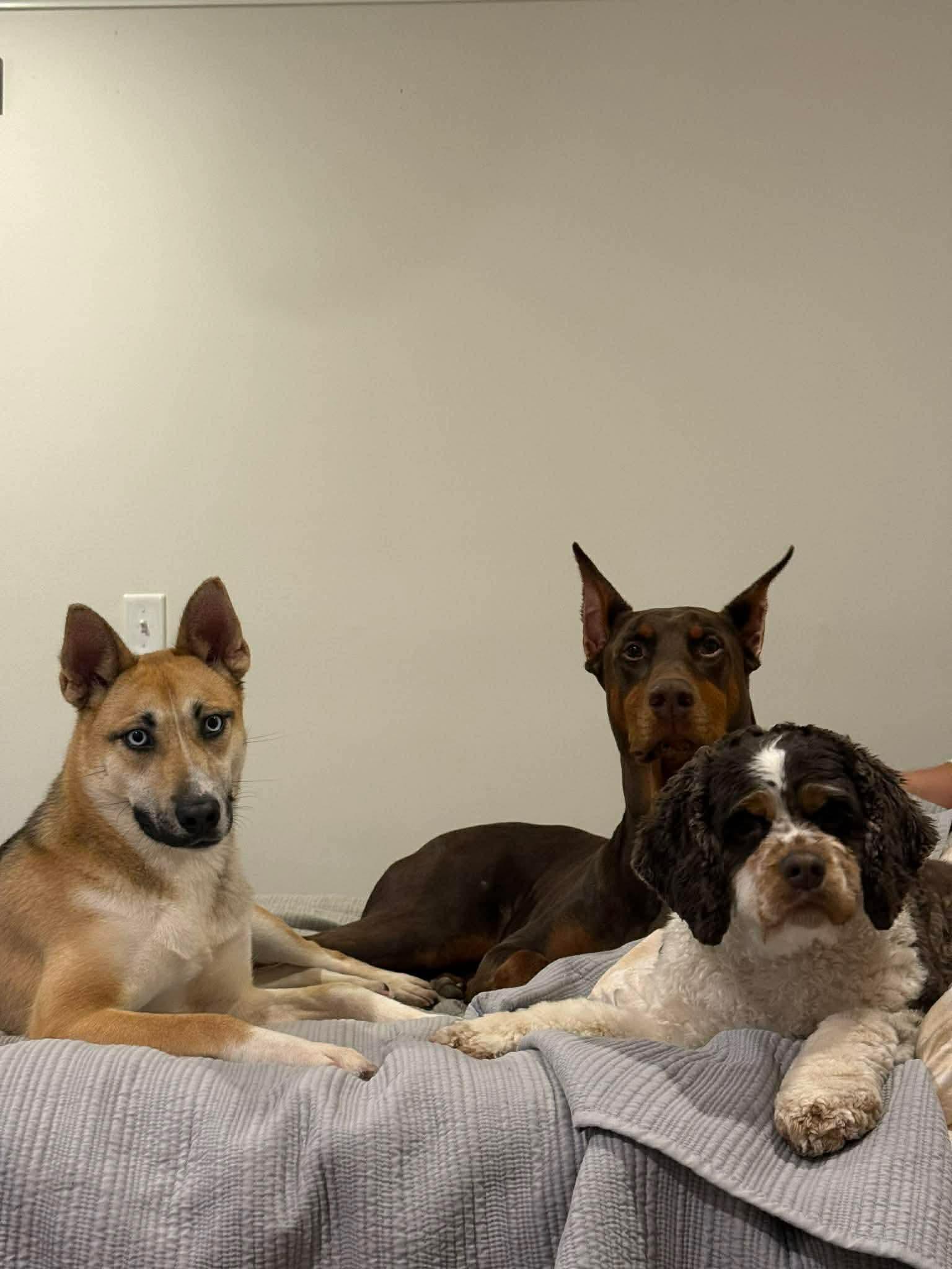 Enlarge Cupcake, a ADOPTABLE Mixed Breed in Westwood, NJ image 5/6