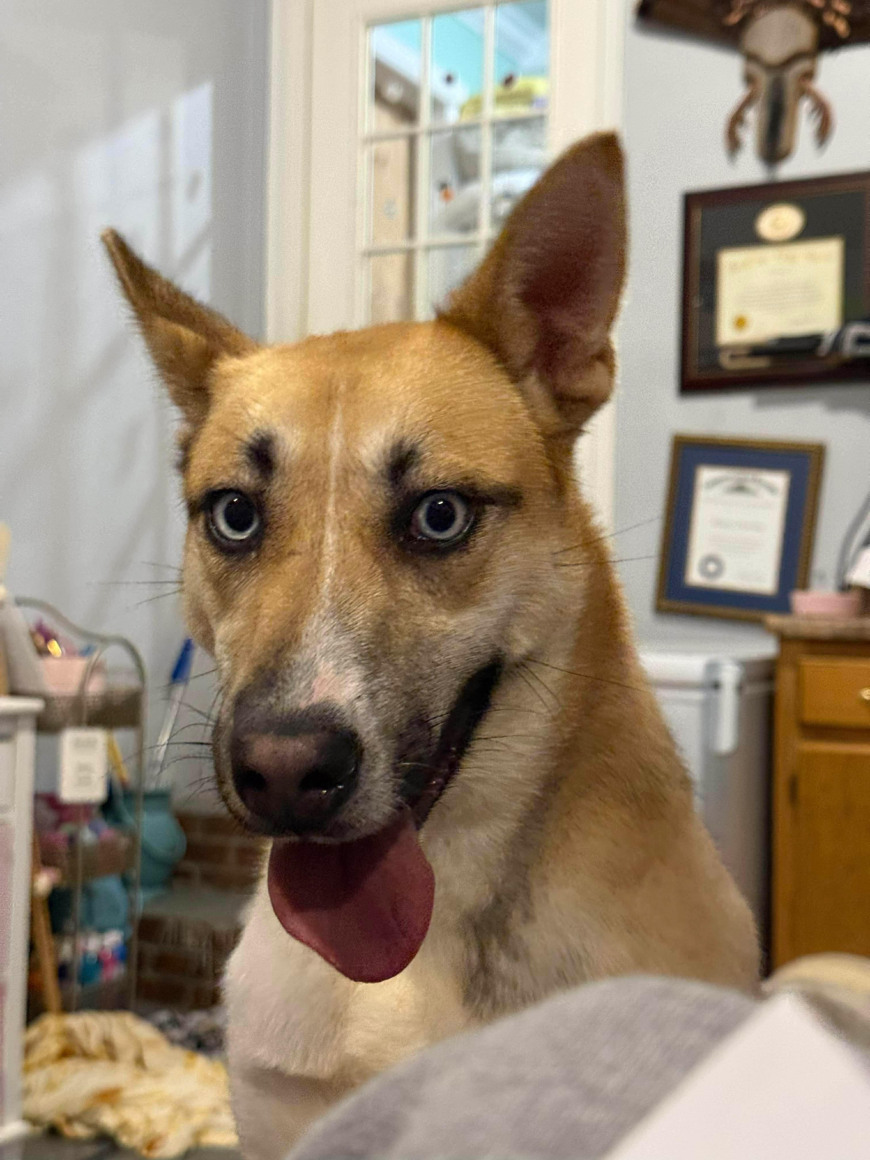 Enlarge Cupcake, a ADOPTABLE Mixed Breed in Westwood, NJ image 3/6