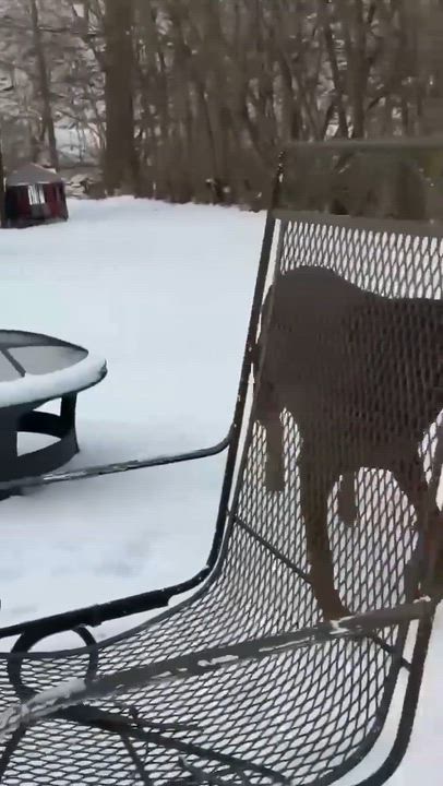 Enlarge Cupcake, a ADOPTABLE Mixed Breed in Westwood, NJ video 6/6