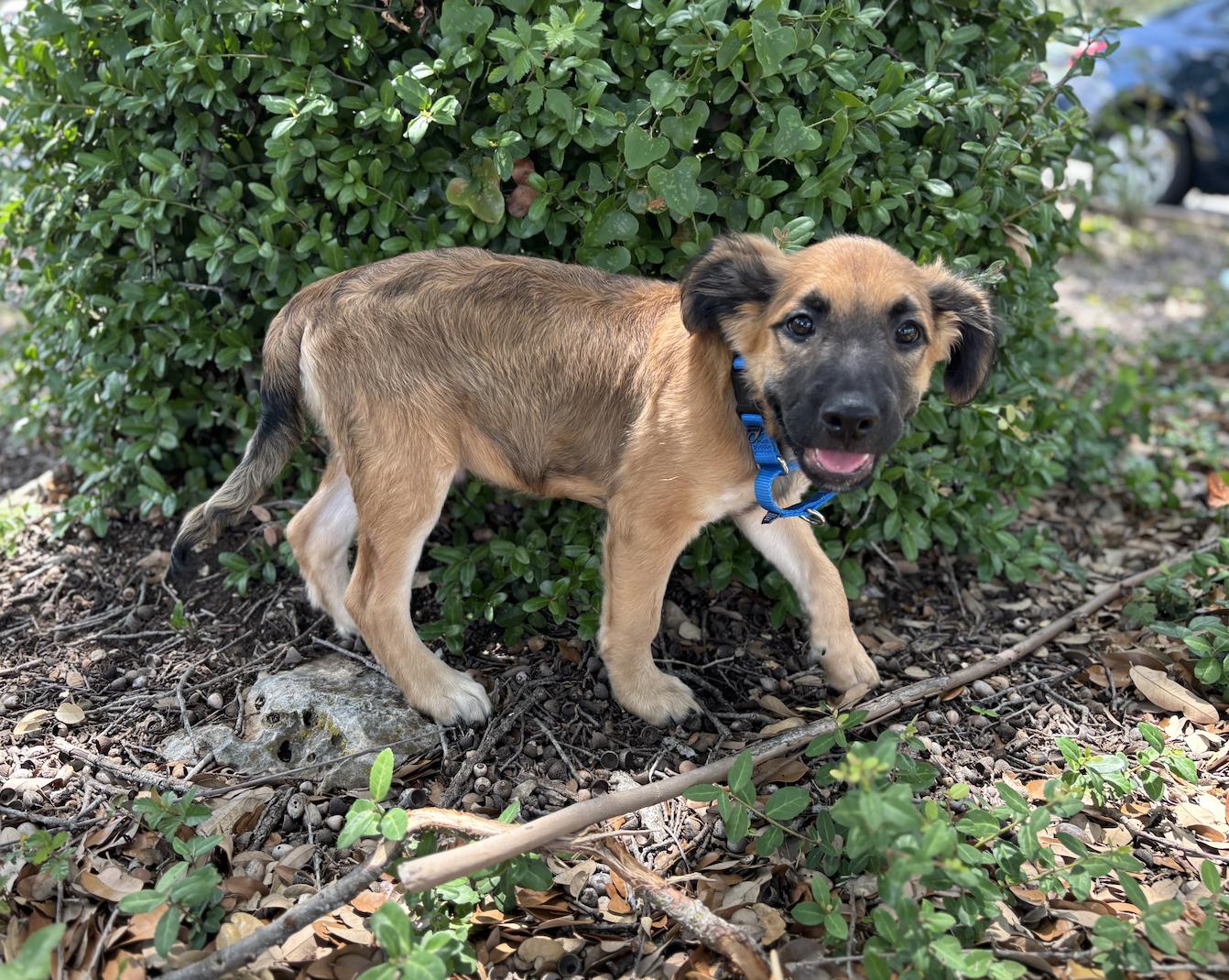 Moose, an adoptable Pomeranian in Pflugerville, TX, 78660 | Photo Image 3