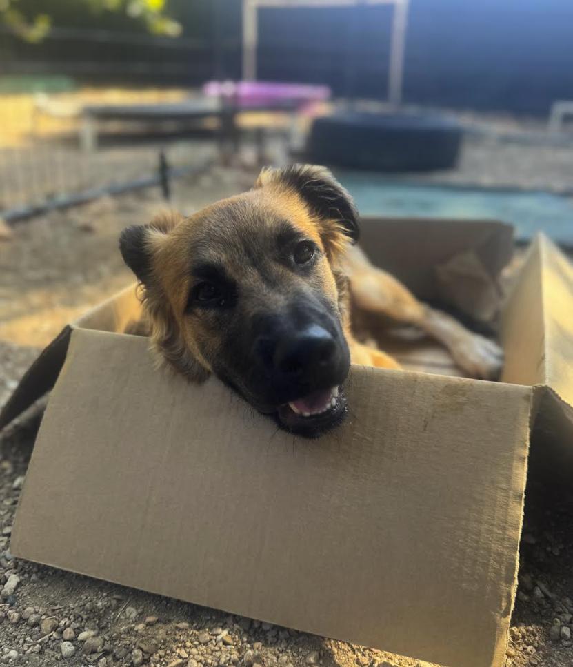 Moose, an adoptable Pomeranian in Pflugerville, TX, 78660 | Photo Image 2