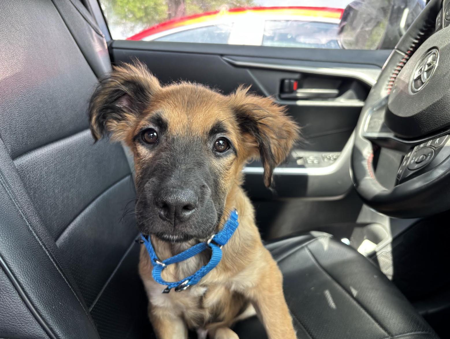 Moose, an adoptable Pomeranian in Pflugerville, TX, 78660 | Photo Image 4