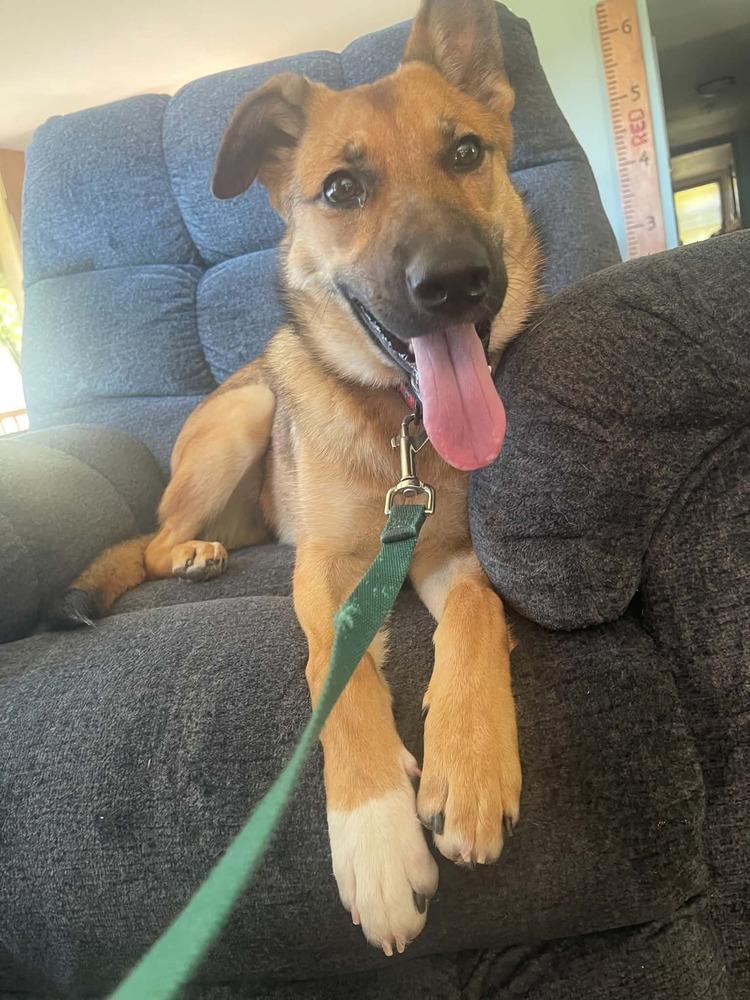 Lemonade, Adoptable, Puppy Female German Shepherd Dog.