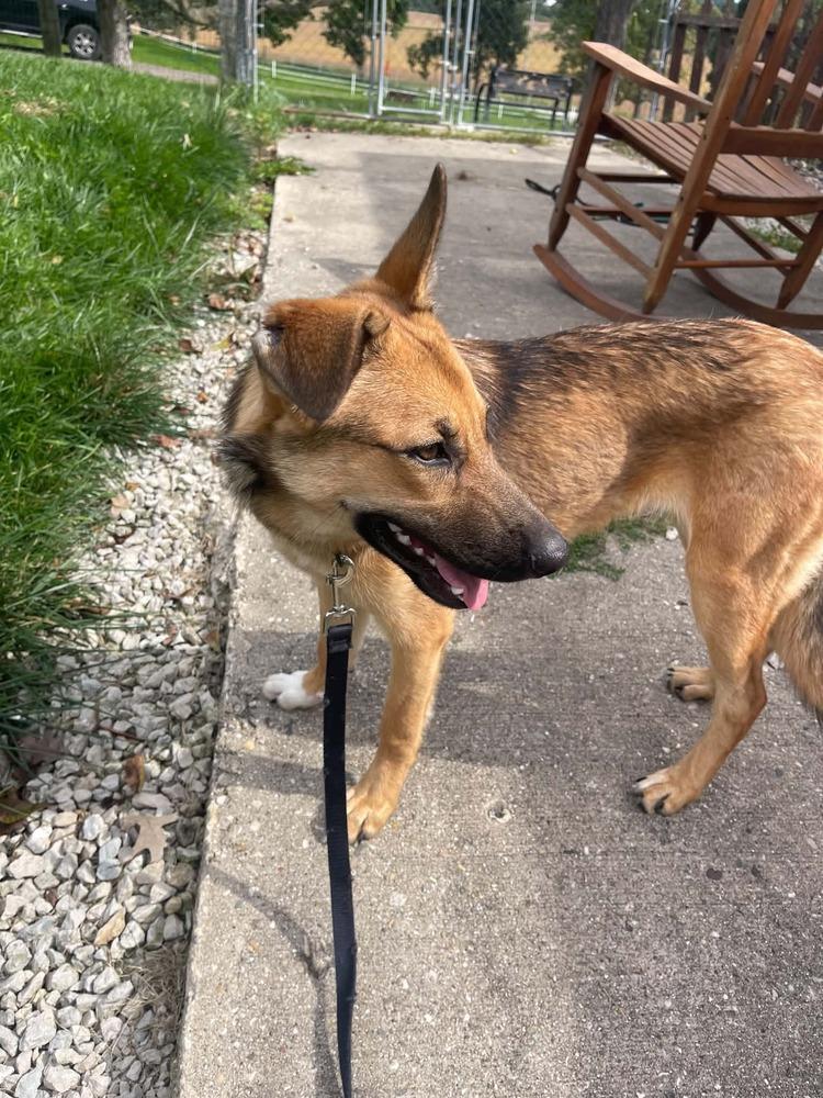 Enlarge Lemonade, a Adoptable mixed breed in Fredonia, WI image 2/4