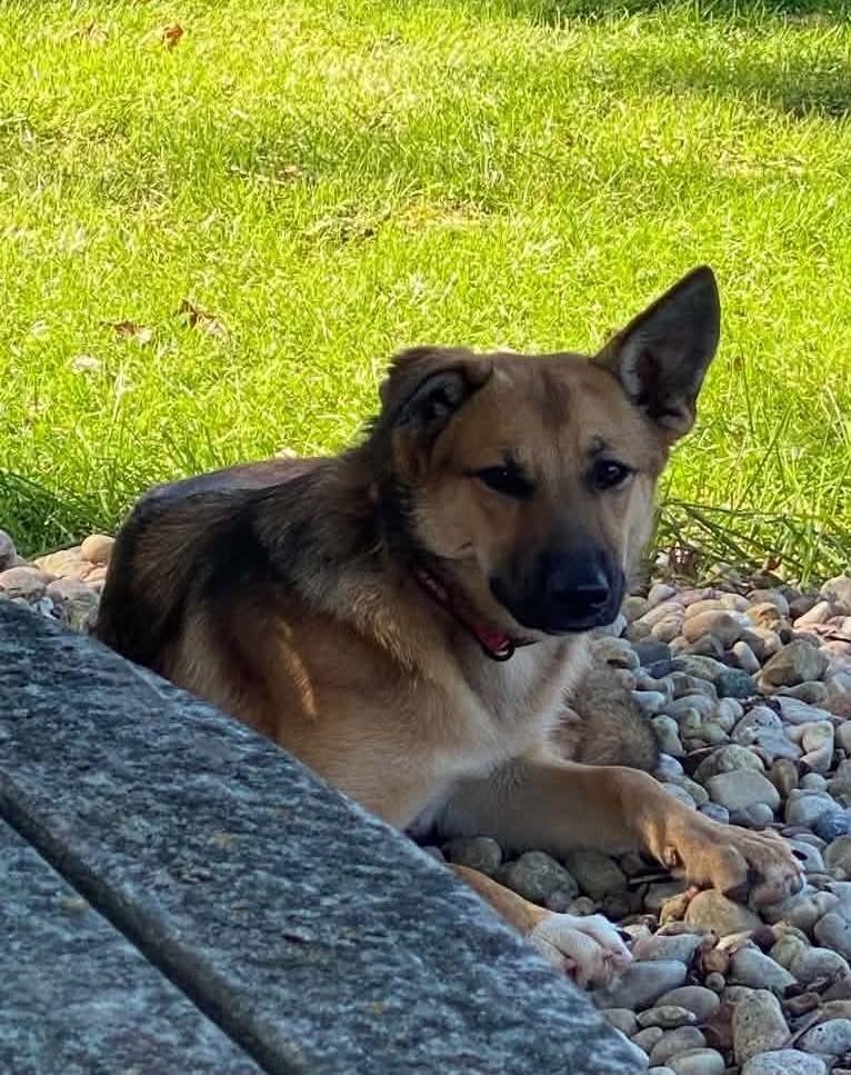 Enlarge Lemonade, a Adoptable mixed breed in Fredonia, WI image 3/4