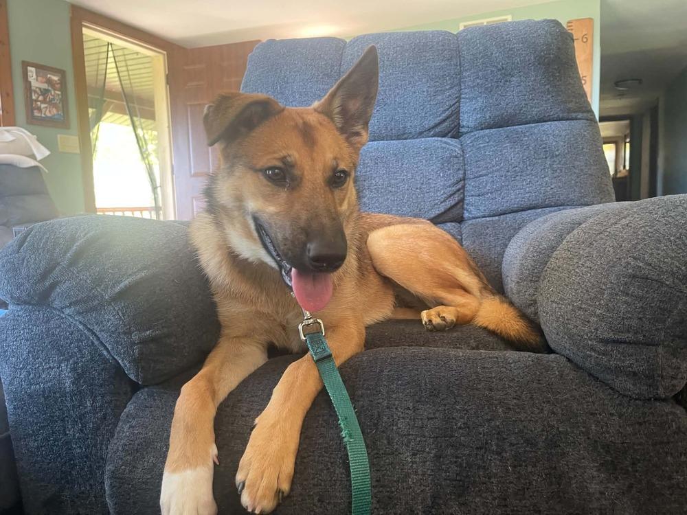 Enlarge Lemonade, a Adoptable mixed breed in Fredonia, WI image 4/4