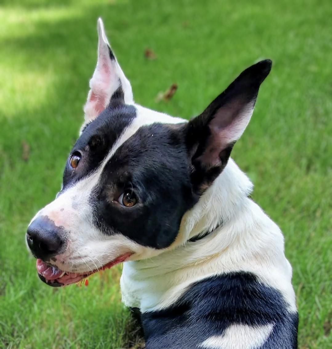 Duchess, a Adoptable mixed breed in Knoxville, TN image 3/6