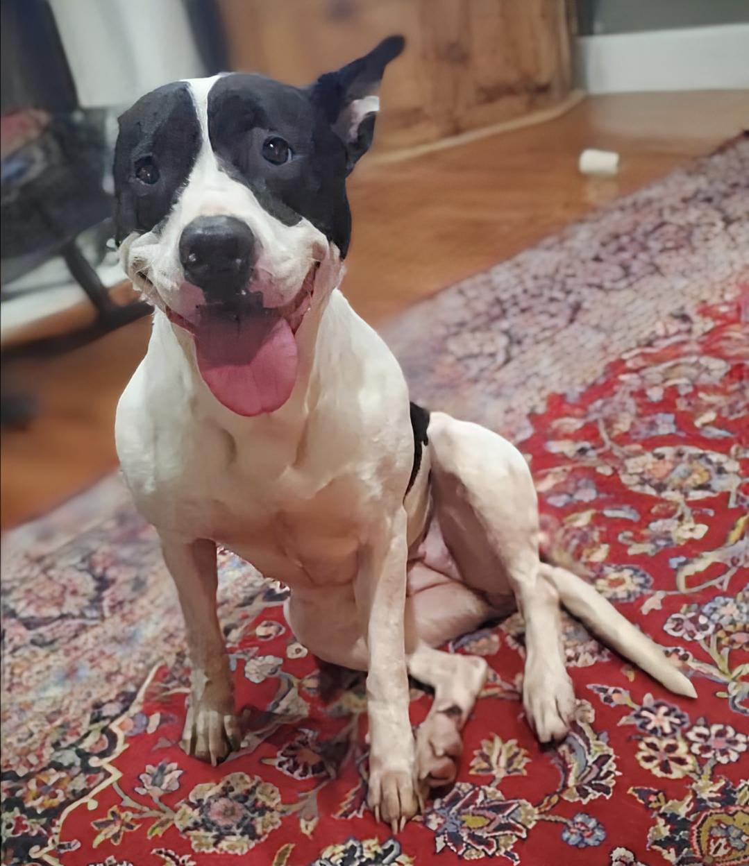 Duchess, a Adoptable mixed breed in Knoxville, TN image 6/6