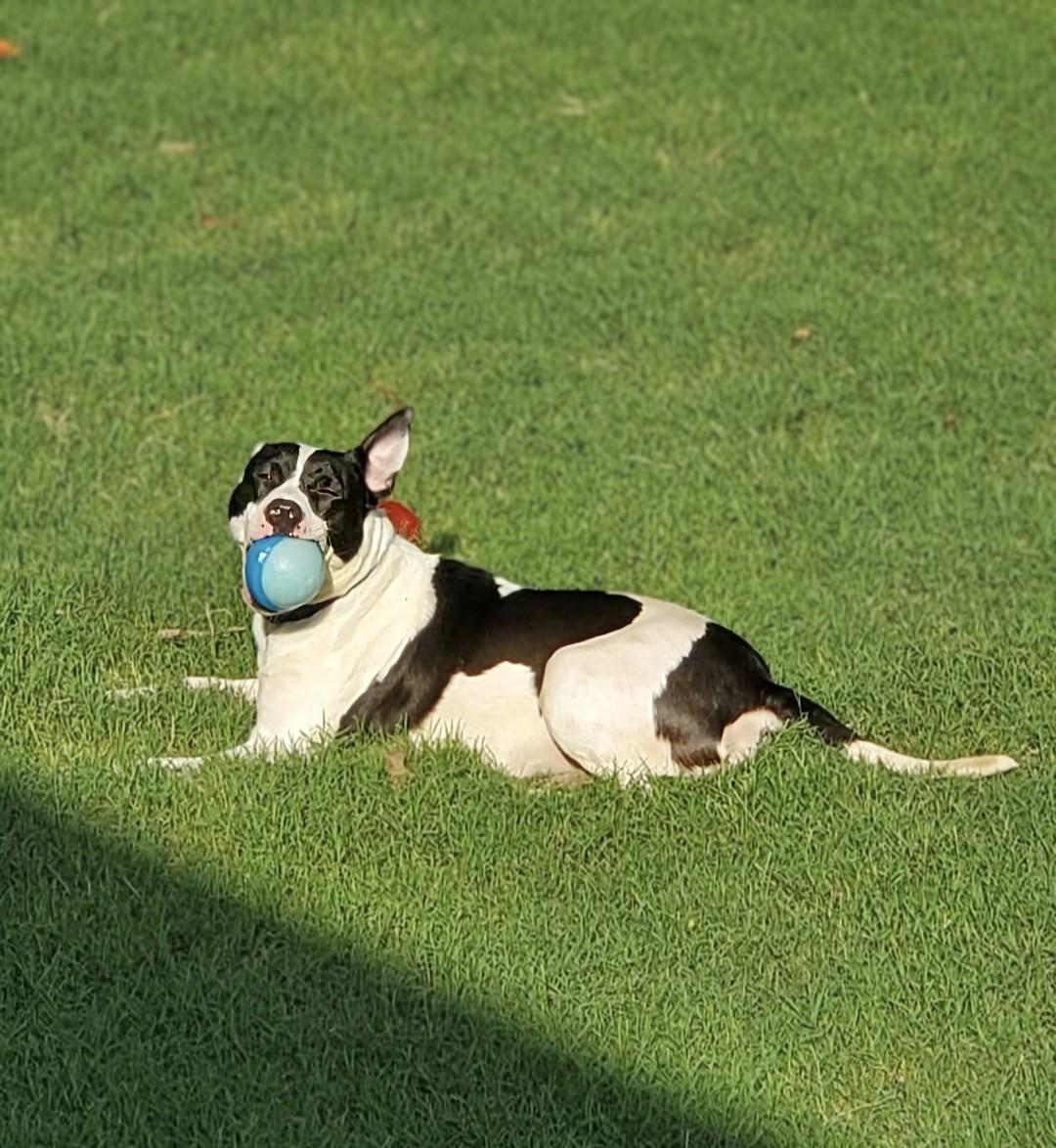 Duchess photo 5