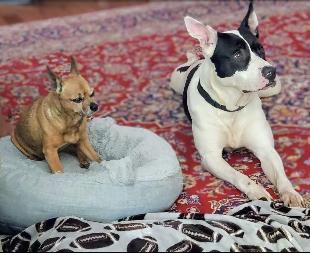 Duchess, a Adoptable mixed breed in Knoxville, TN image 1/6