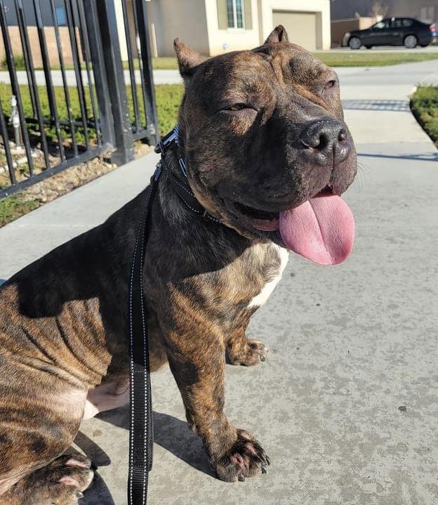 Franklin, Adoptable, Adult Male American Staffordshire Terrier & American Bulldog.