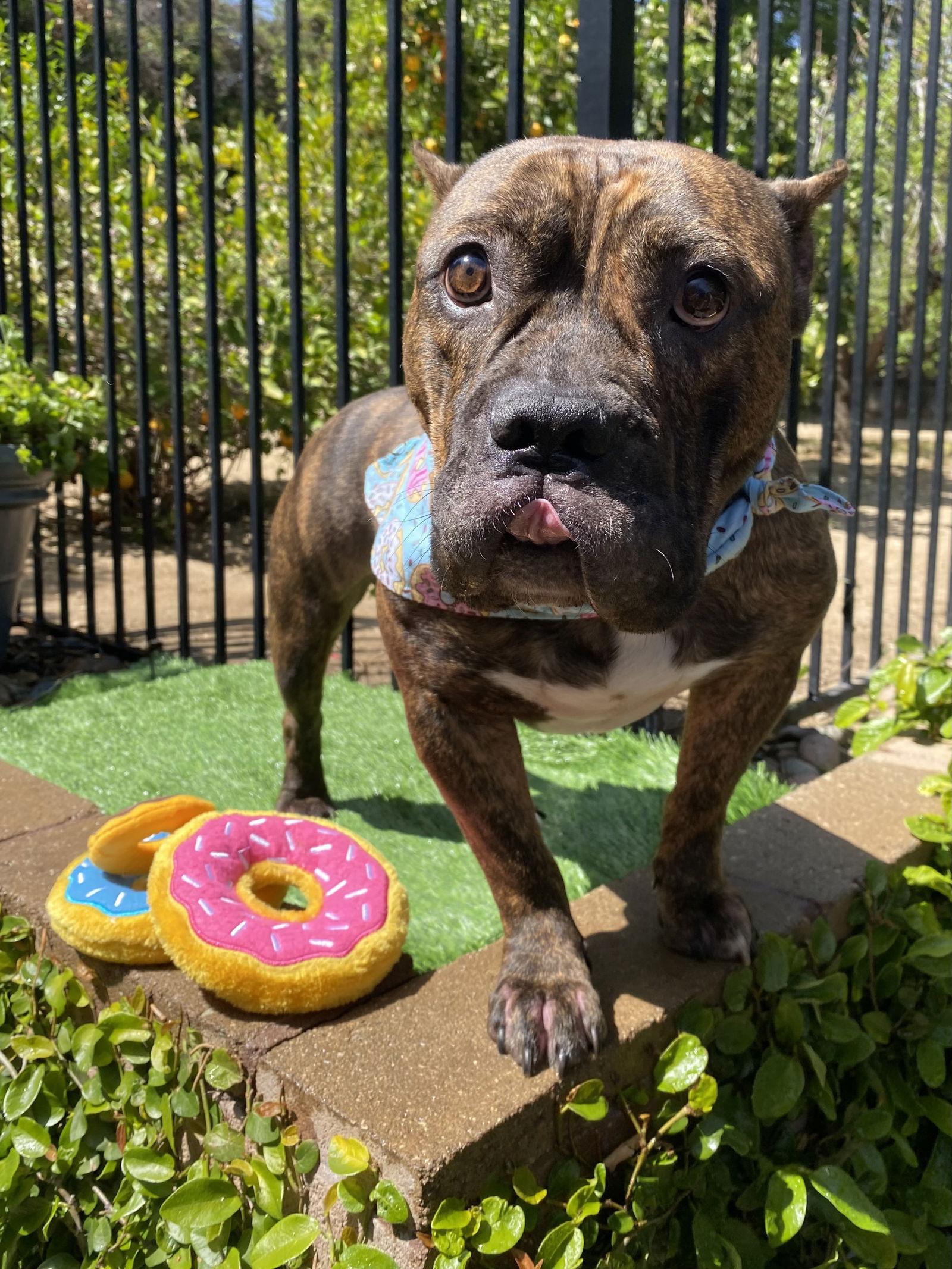 Franklin, a Adoptable mixed breed in Redlands, CA image 2/3