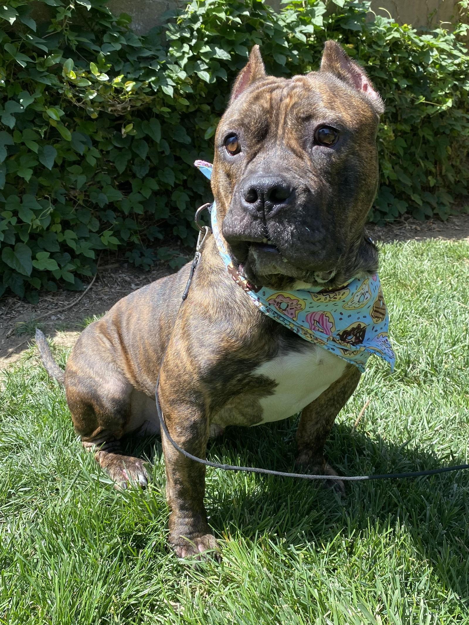 Franklin, a Adoptable mixed breed in Redlands, CA image 3/3