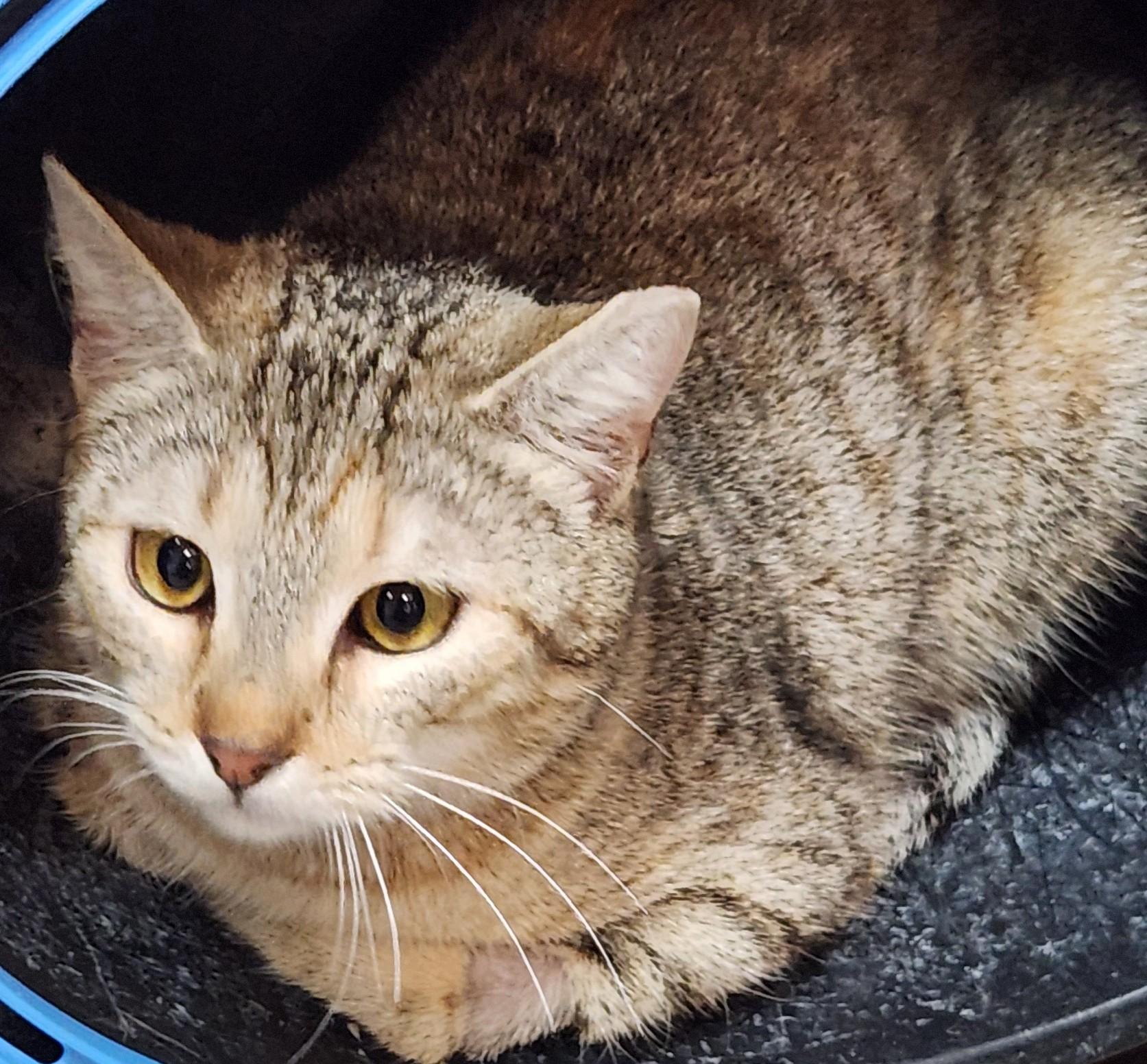 Lyra, adopted, Kitten Female Domestic Short Hair.