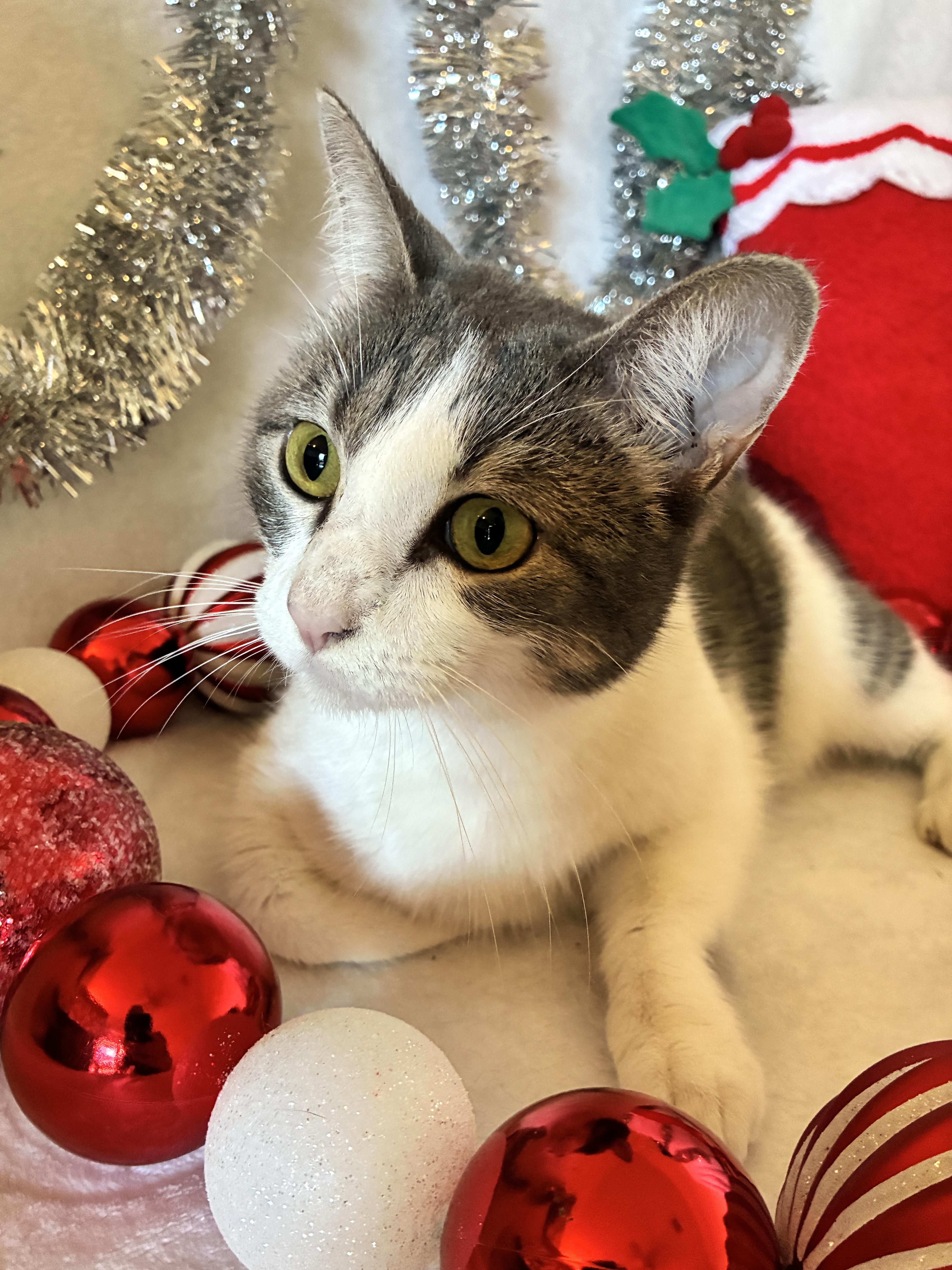 Priya, Adoptable, Young Female Domestic Short Hair.