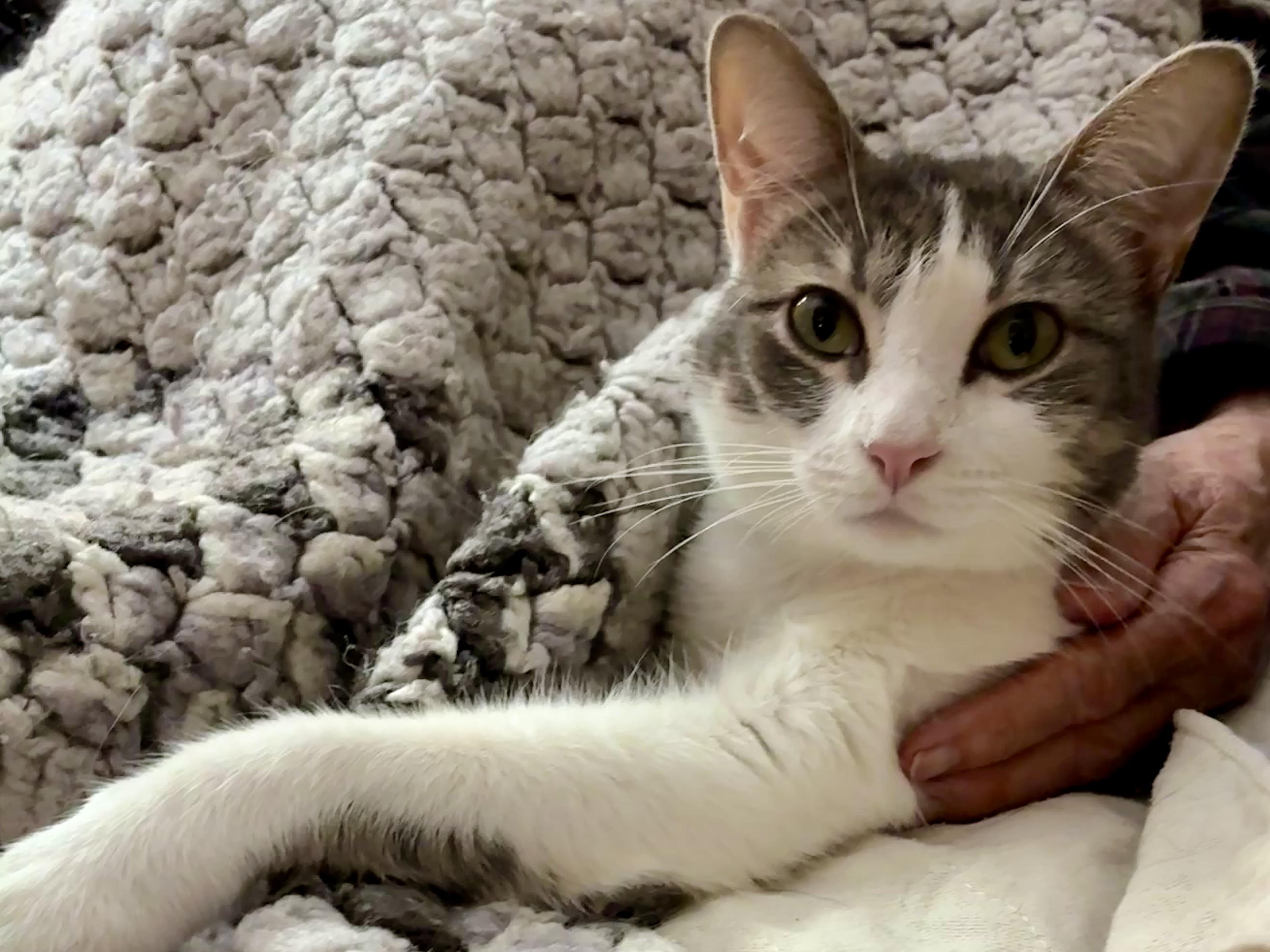 Priya, a Adoptable Domestic Short Hair in Waller, TX image 2/3