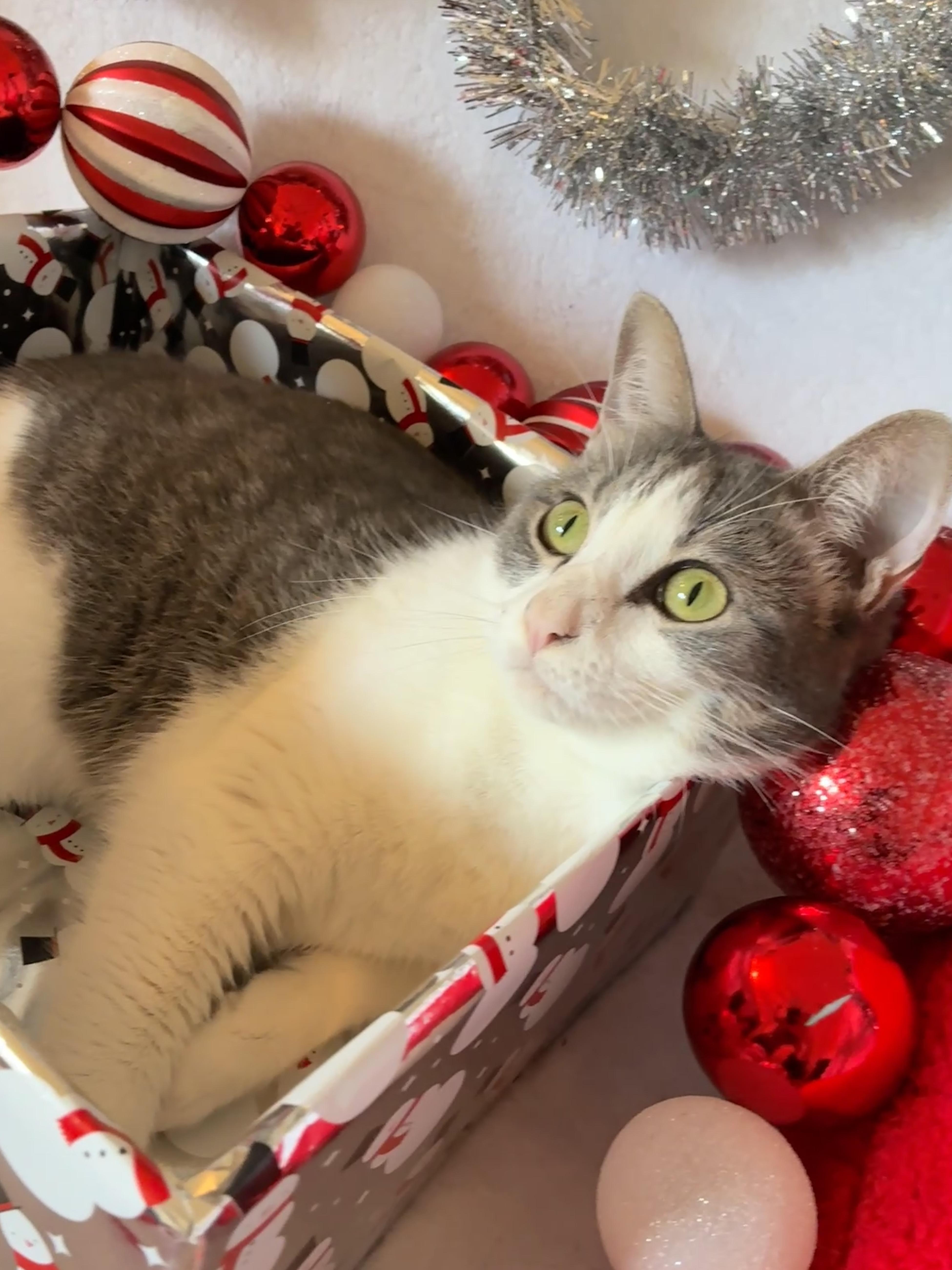 Enlarge Priya, a Adoptable Domestic Short Hair in Waller, TX image 2/4