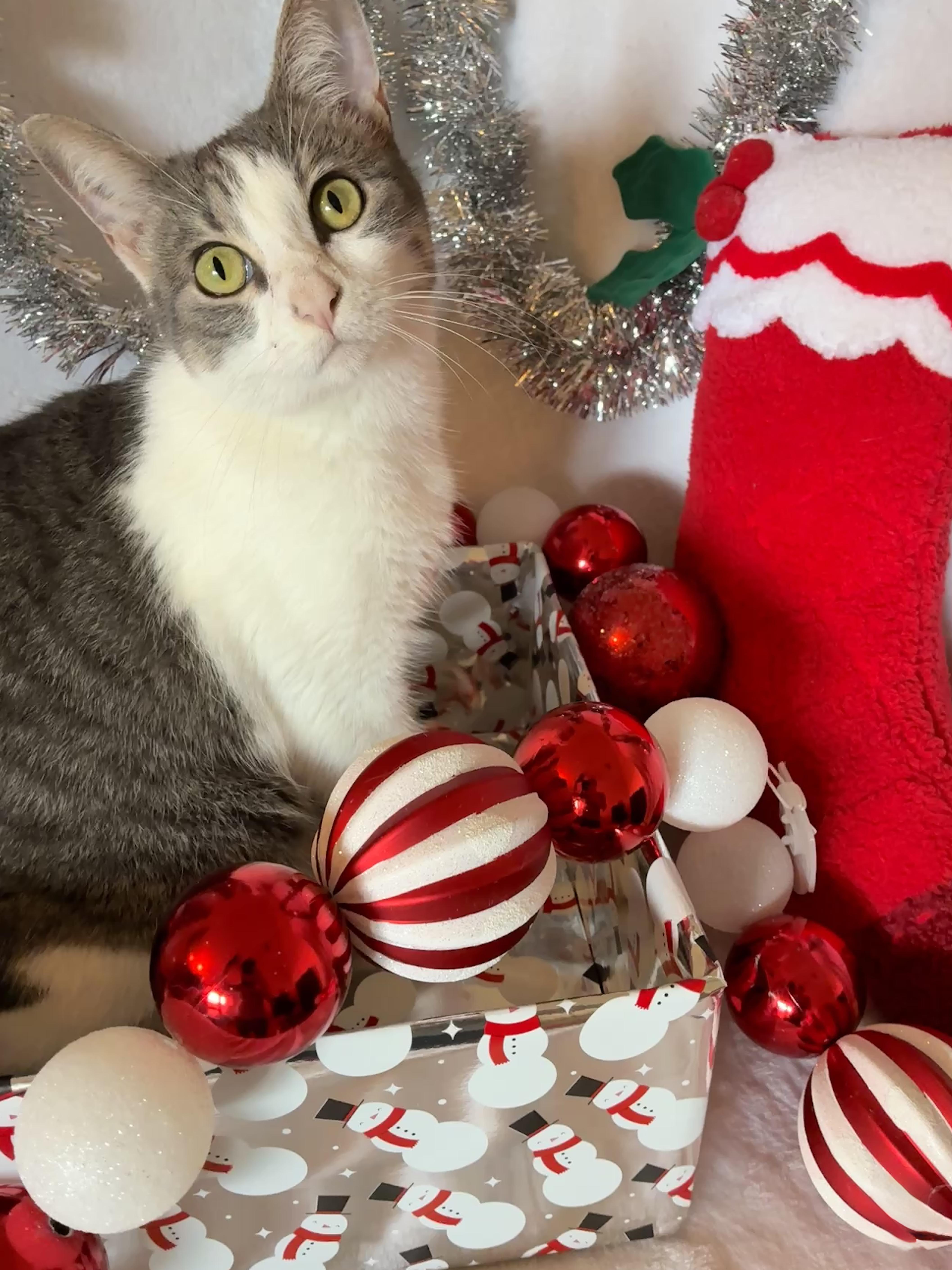 Enlarge Priya, a Adoptable Domestic Short Hair in Waller, TX image 3/4