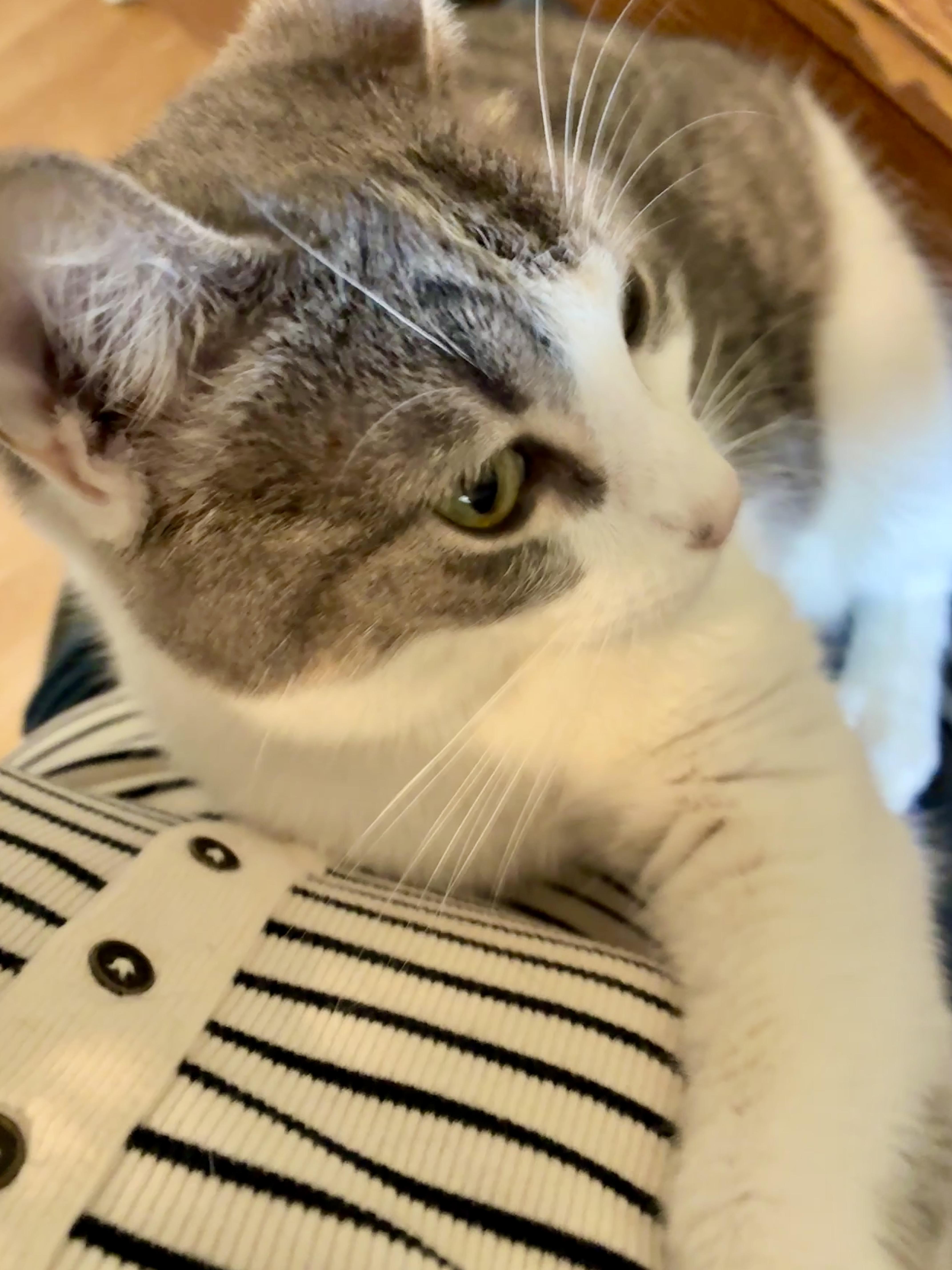 Enlarge Priya, a Adoptable Domestic Short Hair in Waller, TX image 4/4