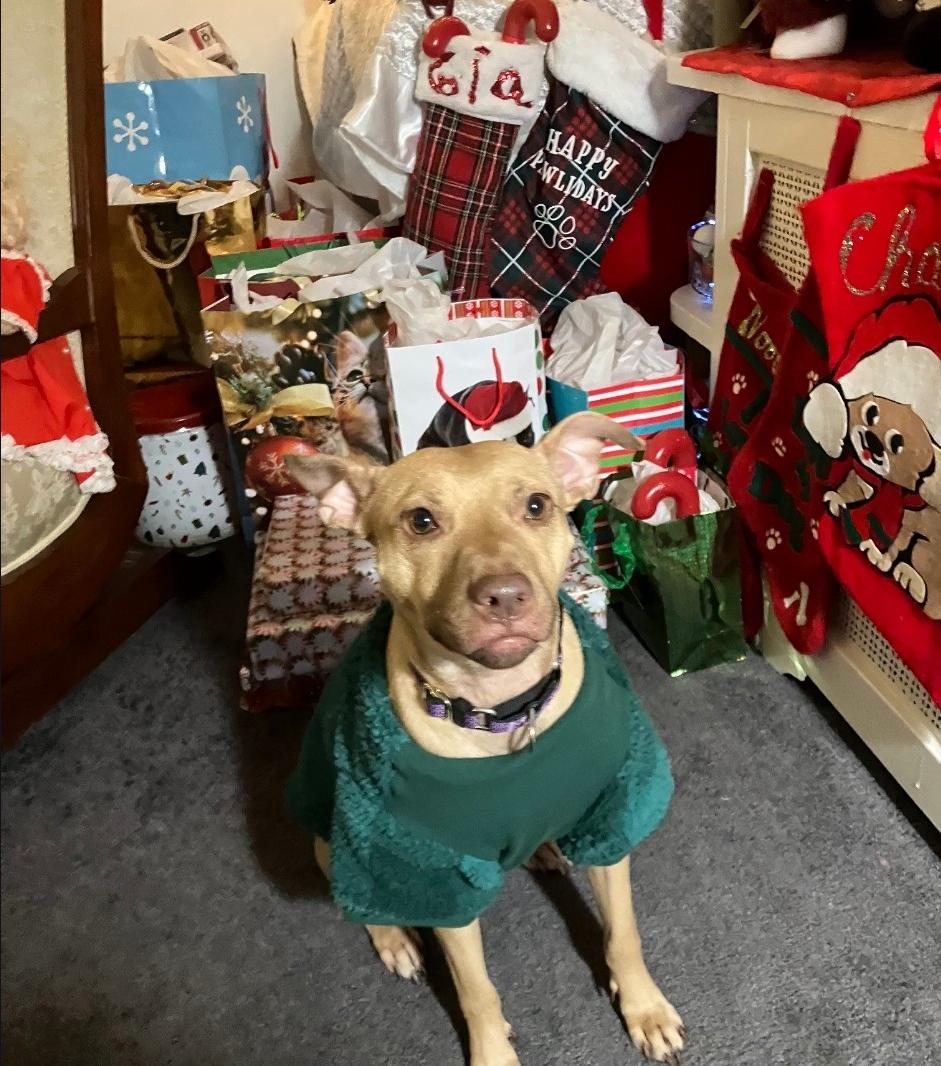 Enlarge Paige, a Adoptable Pit Bull Terrier in Philadelphia, PA image 1/6