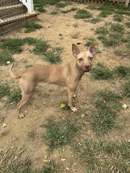 Enlarge Paige, a Adoptable Pit Bull Terrier in Philadelphia, PA image 4/6