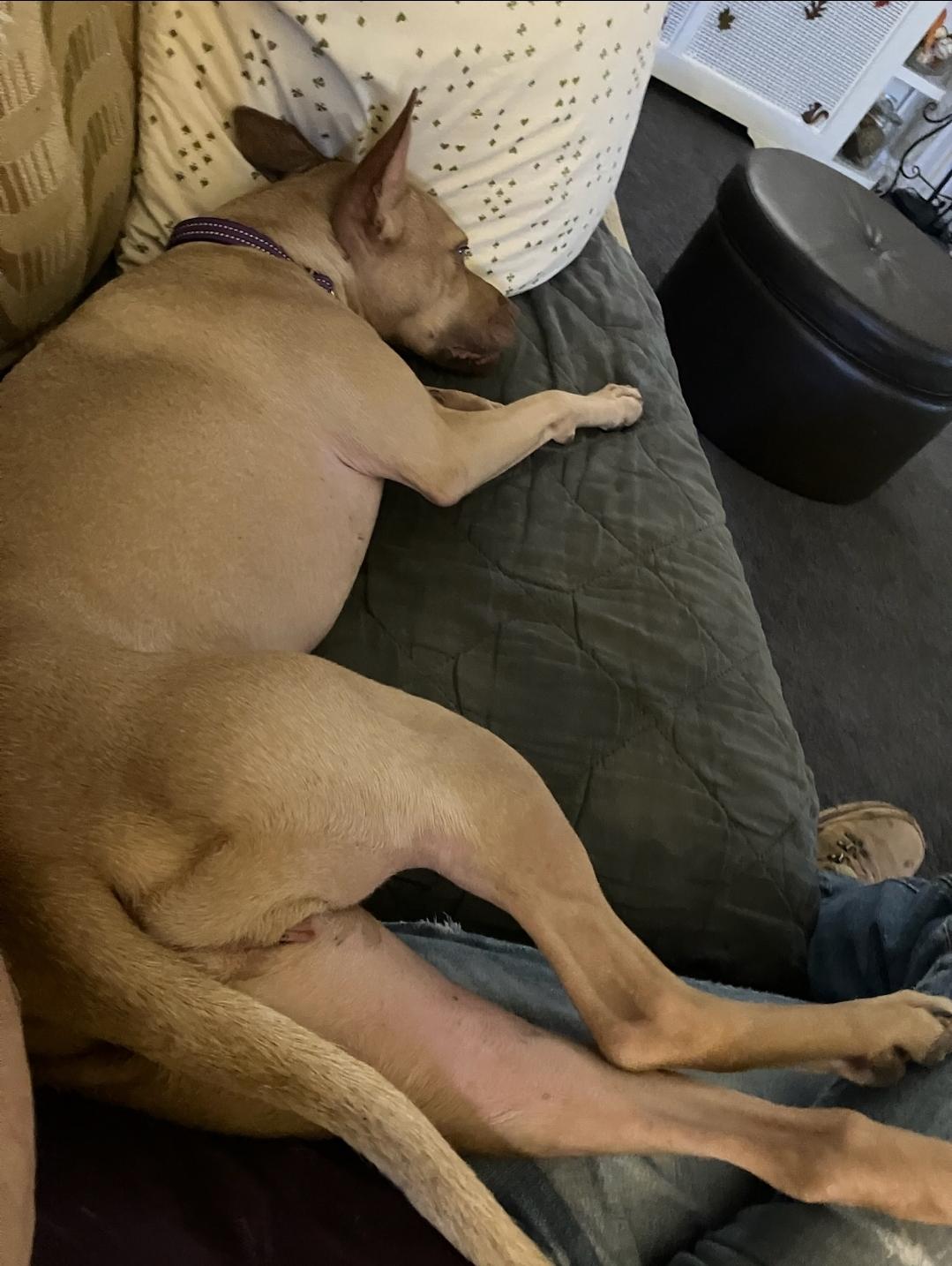 Enlarge Paige, a Adoptable Pit Bull Terrier in Philadelphia, PA image 5/6