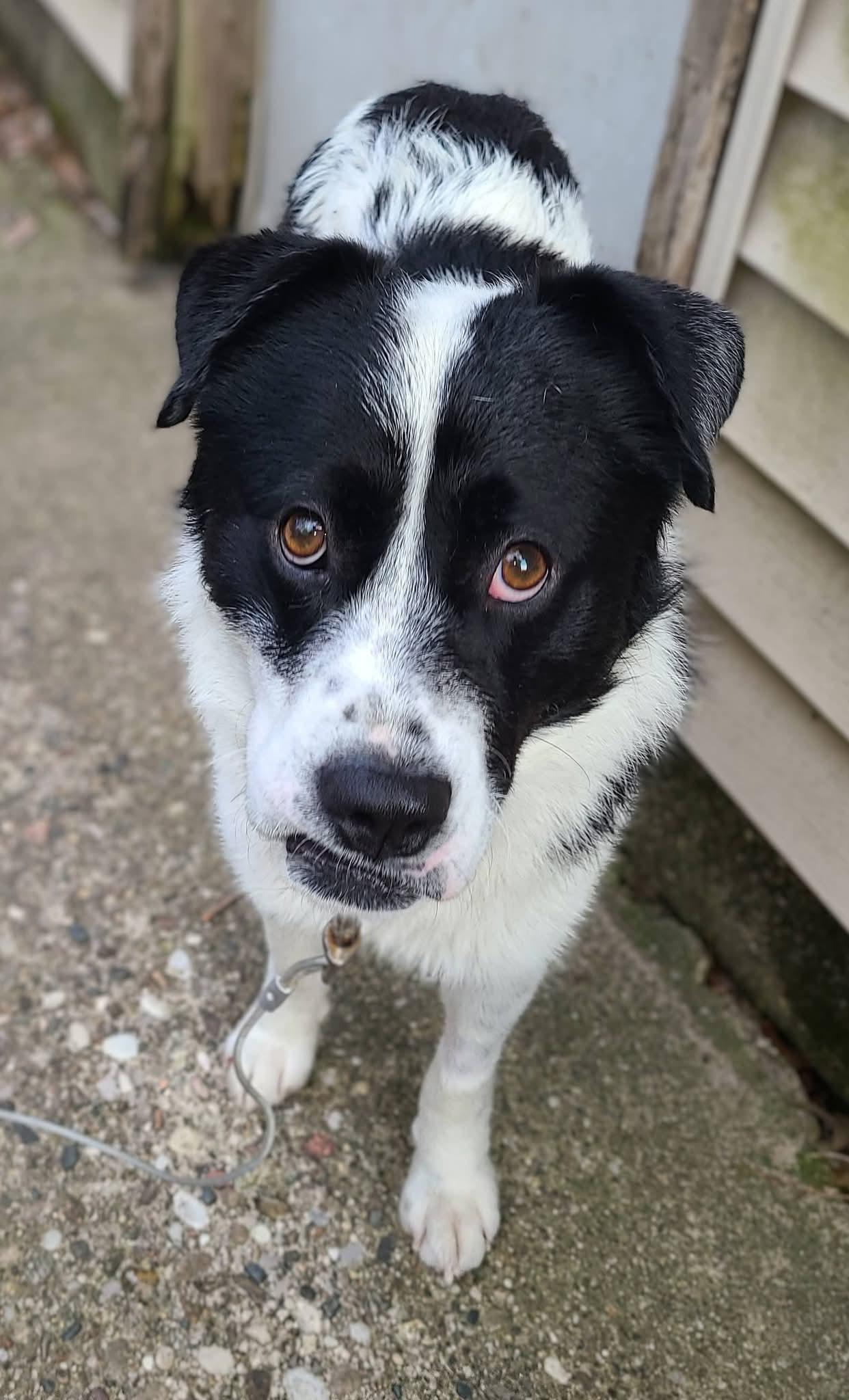 Enlarge Panda, a ADOPTABLE mixed breed in Grand Rapids, MI image 2/4