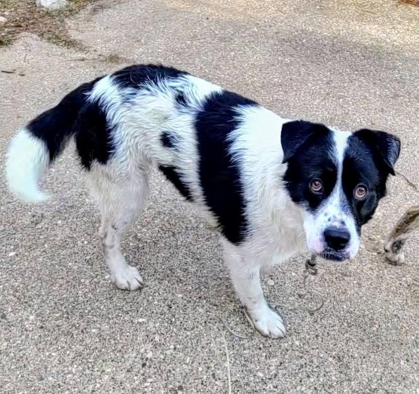 Enlarge Panda, a ADOPTABLE mixed breed in Grand Rapids, MI image 4/4