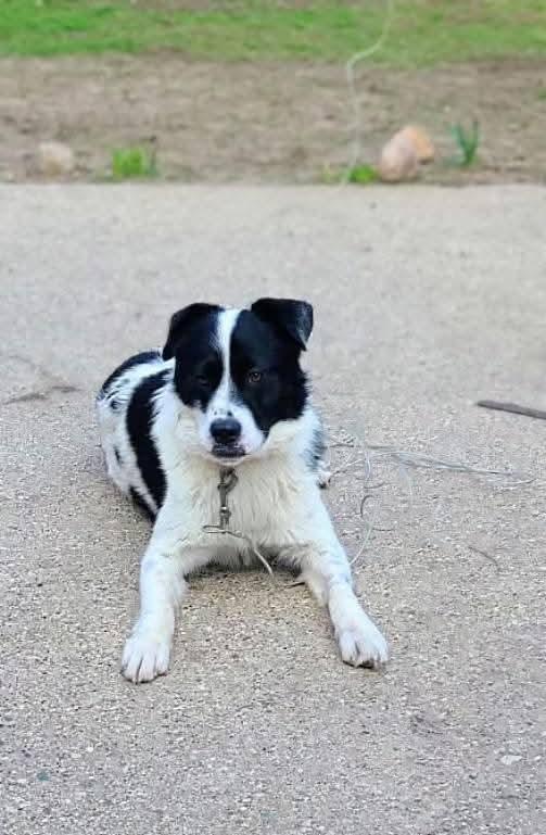 Enlarge Panda, a ADOPTABLE mixed breed in Grand Rapids, MI image 3/4