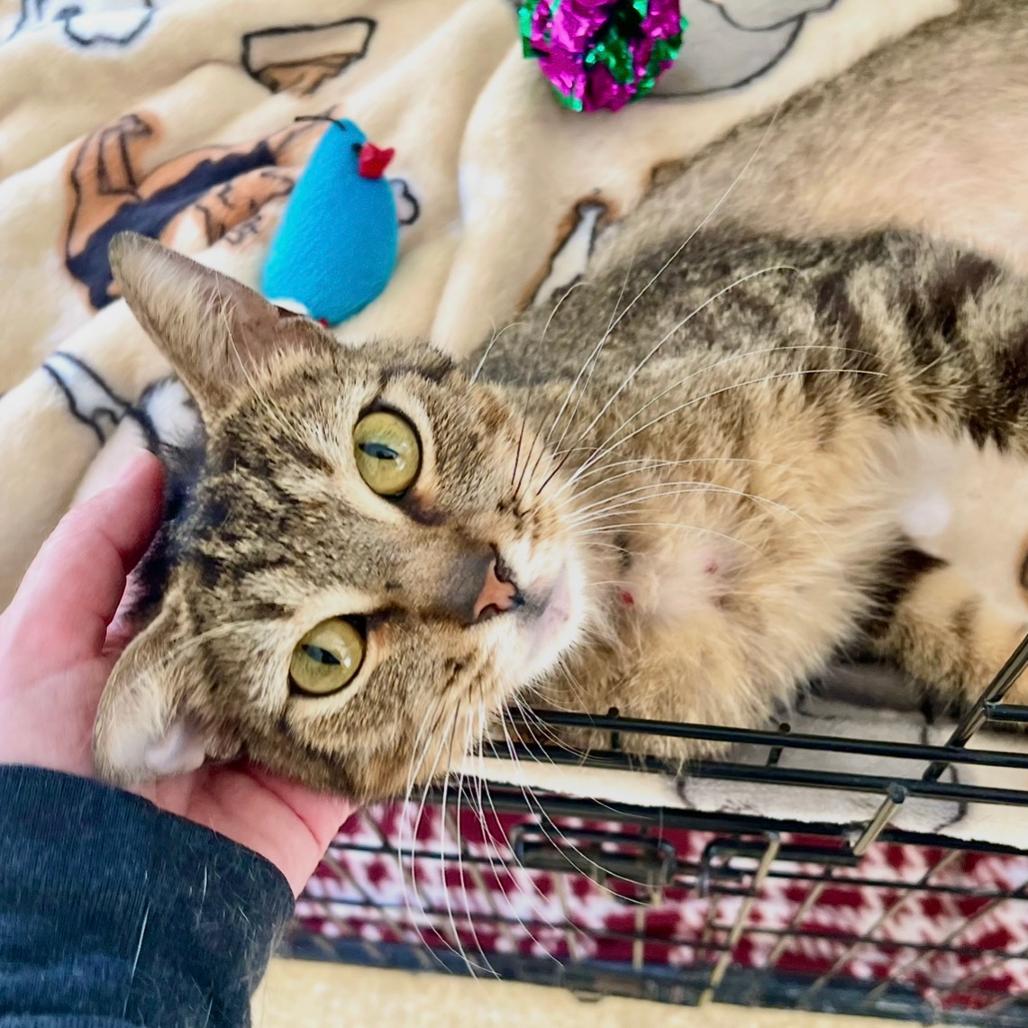 Enlarge Ronaldo, a Adoptable Domestic Short Hair in Deerfield, IL image 1/3