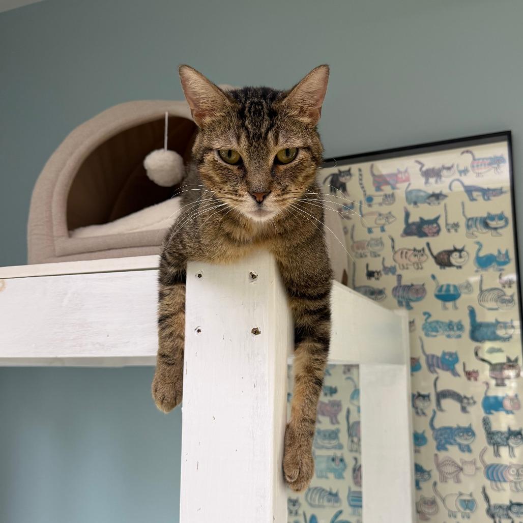Enlarge Ronaldo, a Adoptable Domestic Short Hair in Deerfield, IL image 2/3
