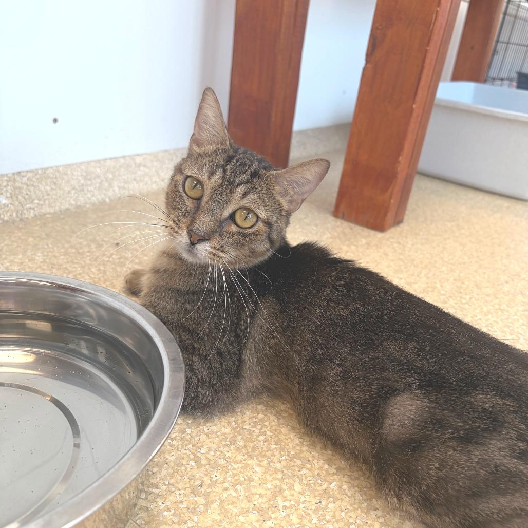 Enlarge Ronaldo, a Adoptable Domestic Short Hair in Deerfield, IL image 3/3