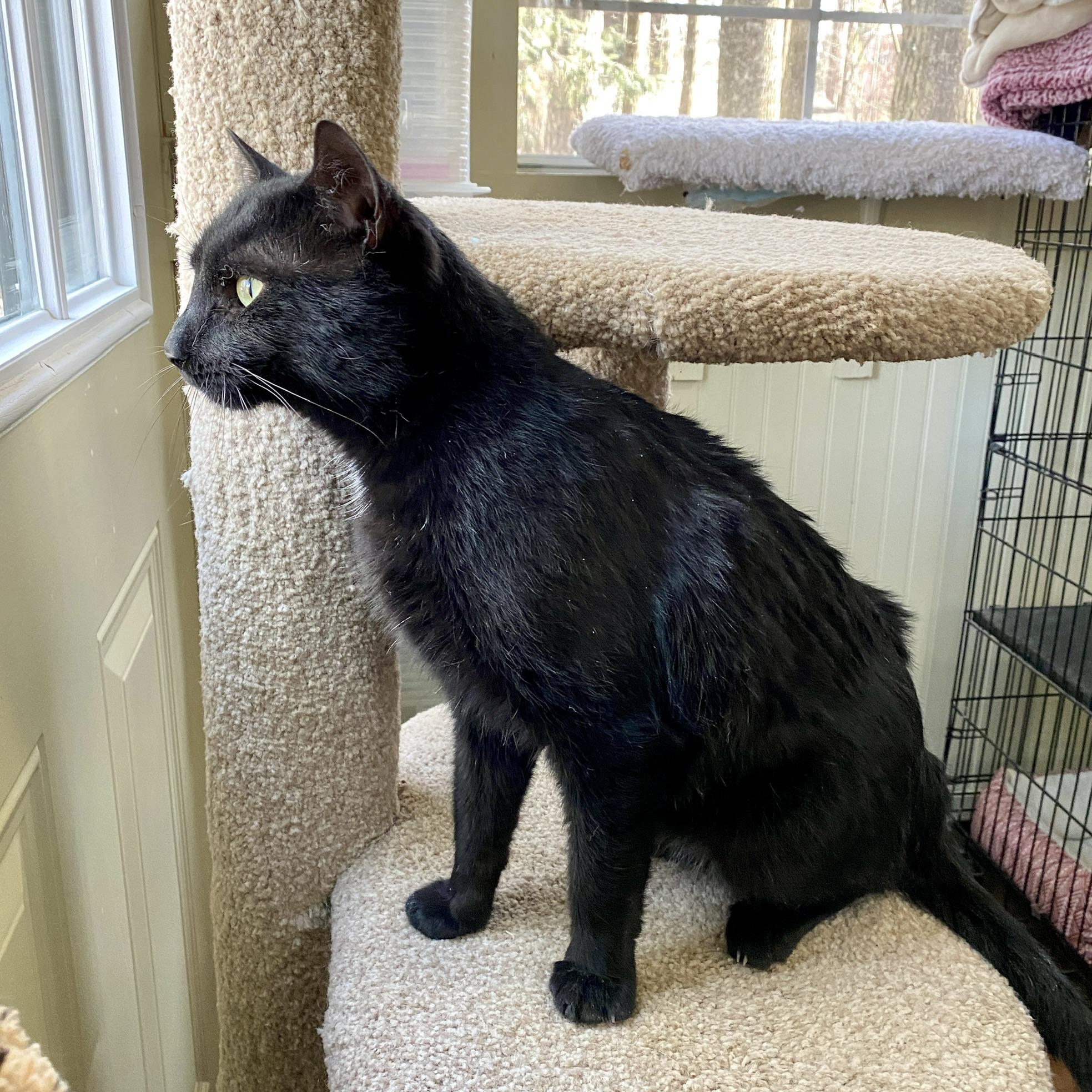 Enlarge Buddy, a ADOPTABLE Domestic Short Hair in Jasper, GA image 3/4