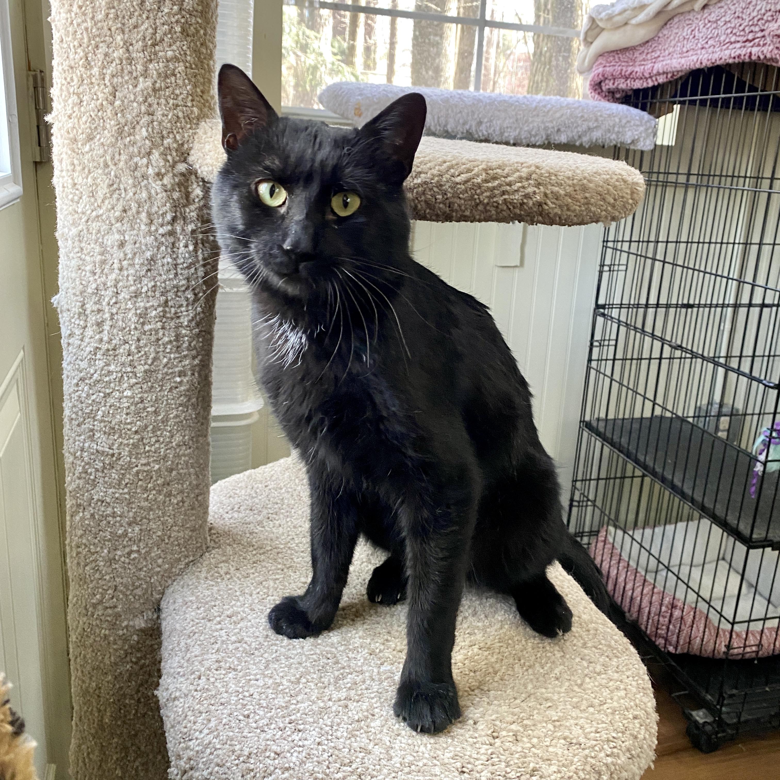 Buddy, ADOPTABLE, Adult Male Domestic Short Hair.