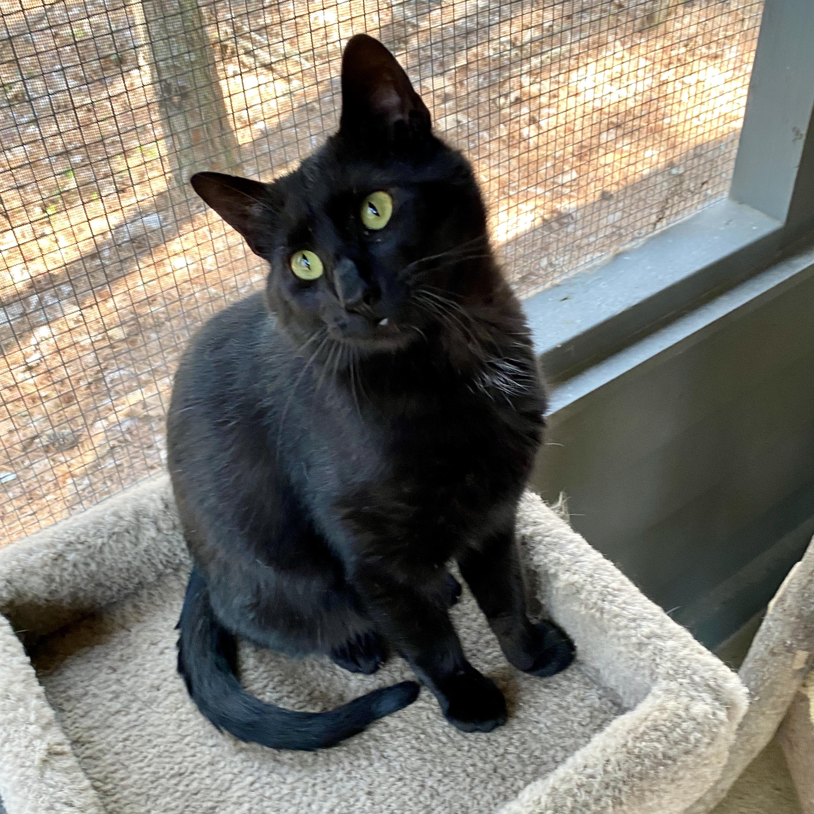 Enlarge Buddy, a ADOPTABLE Domestic Short Hair in Jasper, GA image 4/4