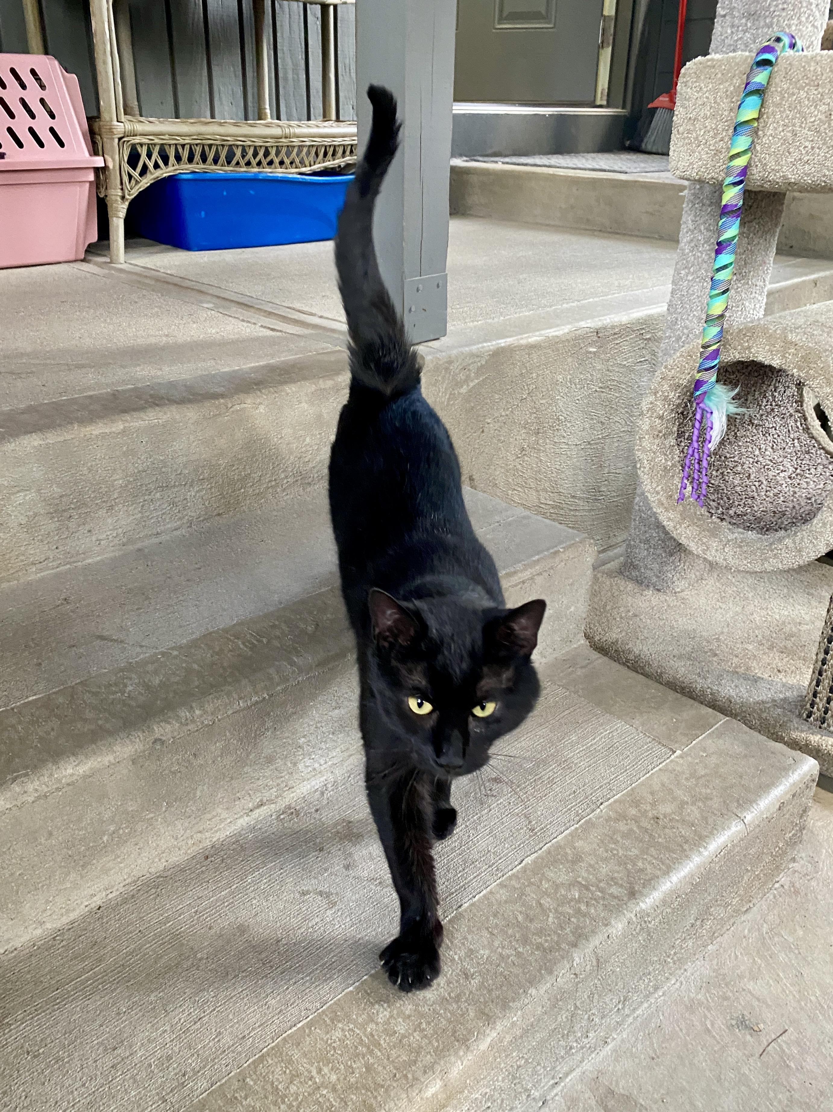 Enlarge Buddy, a ADOPTABLE Domestic Short Hair in Jasper, GA image 2/4