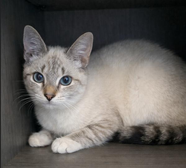 Enlarge VanHalen, a Adopted Siamese in Rio Linda, CA image 1/1