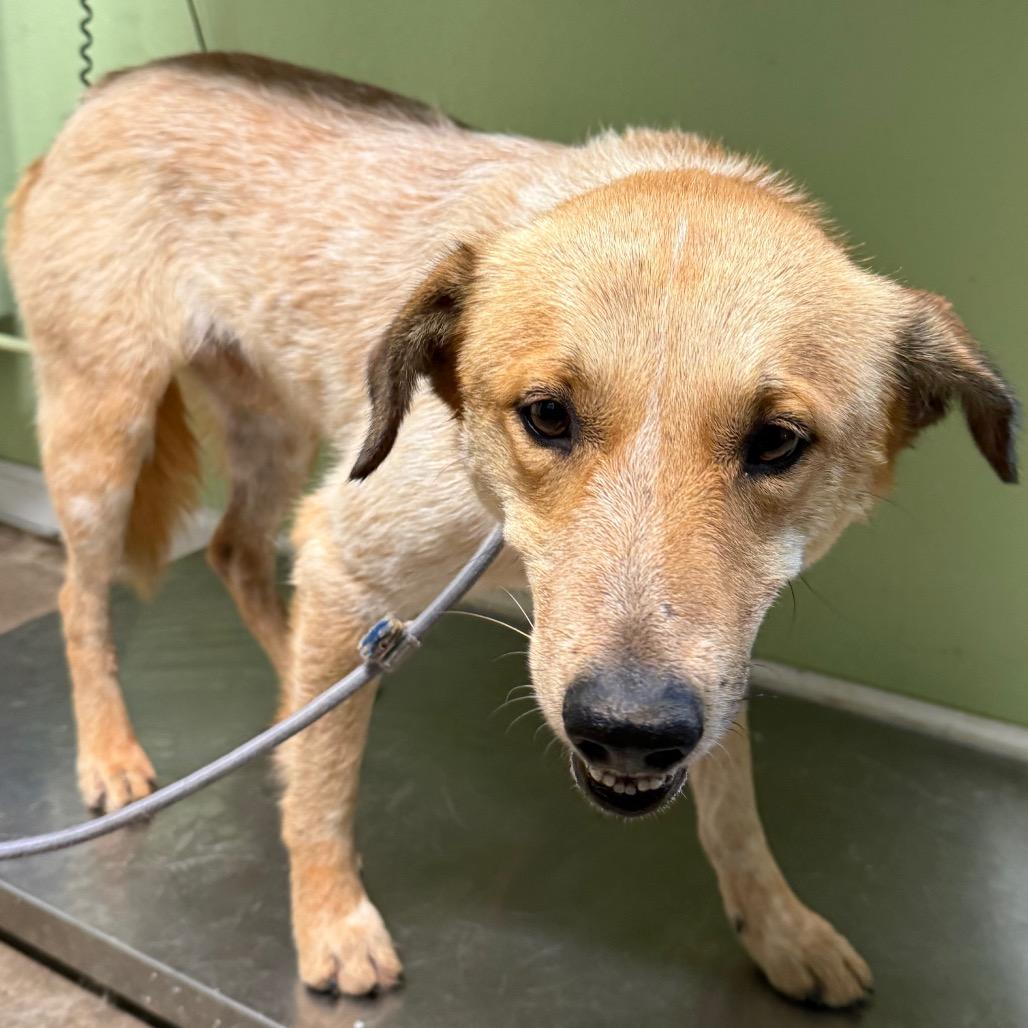 Popo, Adoptable, Young Male Cattle Dog & English Coonhound.