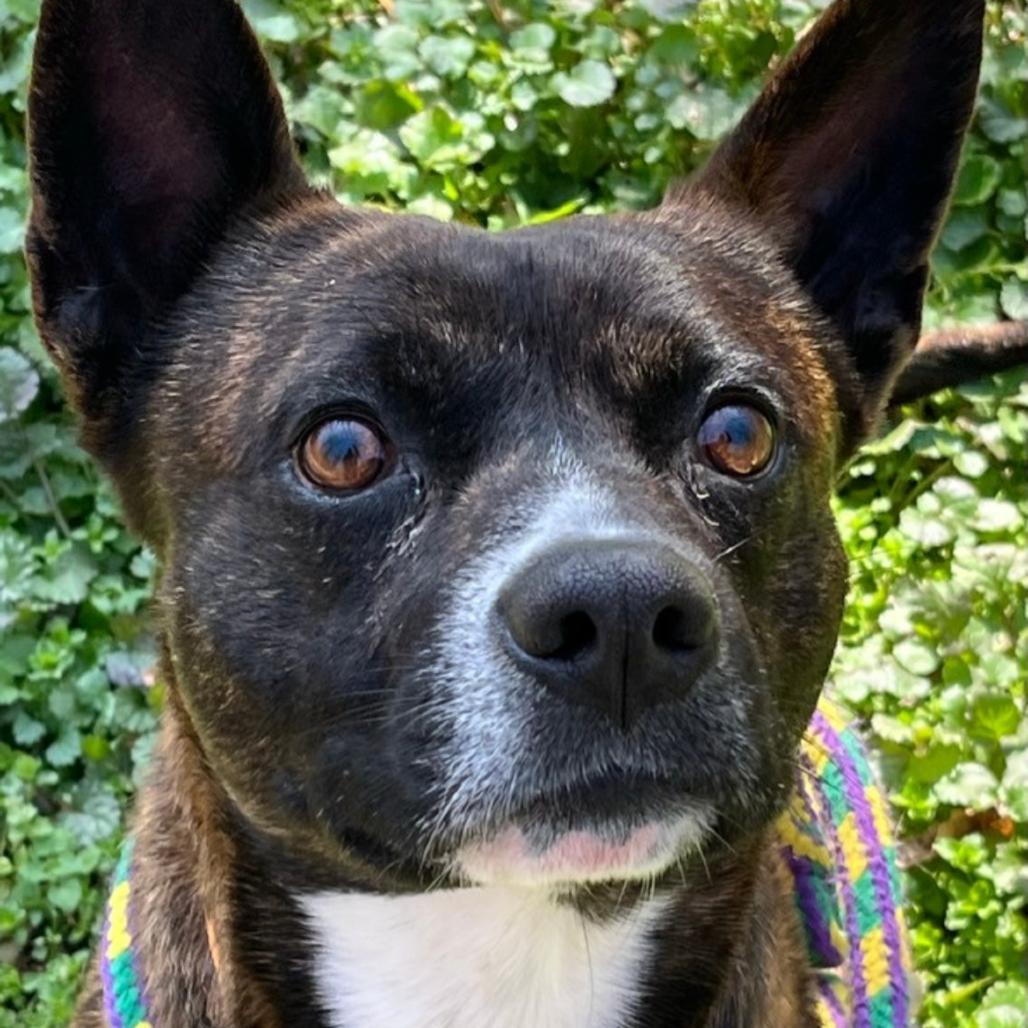 Popeye, Adoptable, Adult Male Terrier.