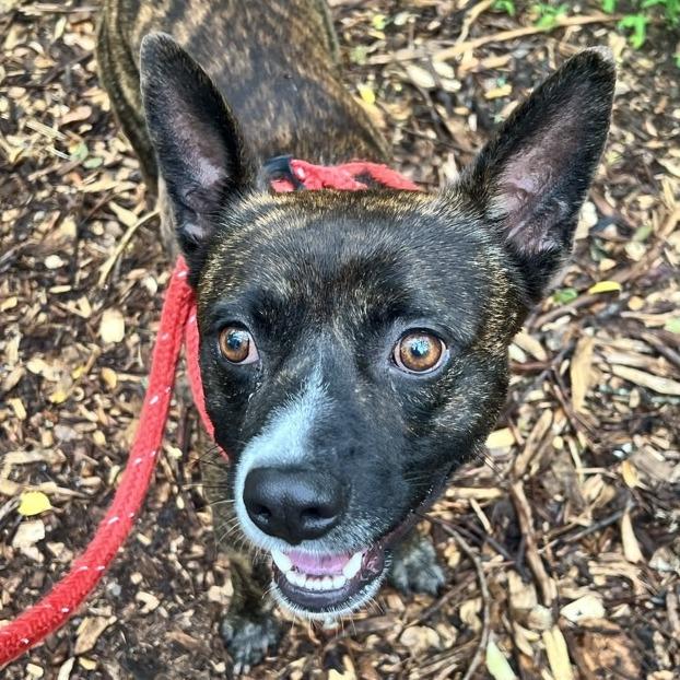 Popeye, a Adoptable Terrier in Chattanooga, TN image 2/6