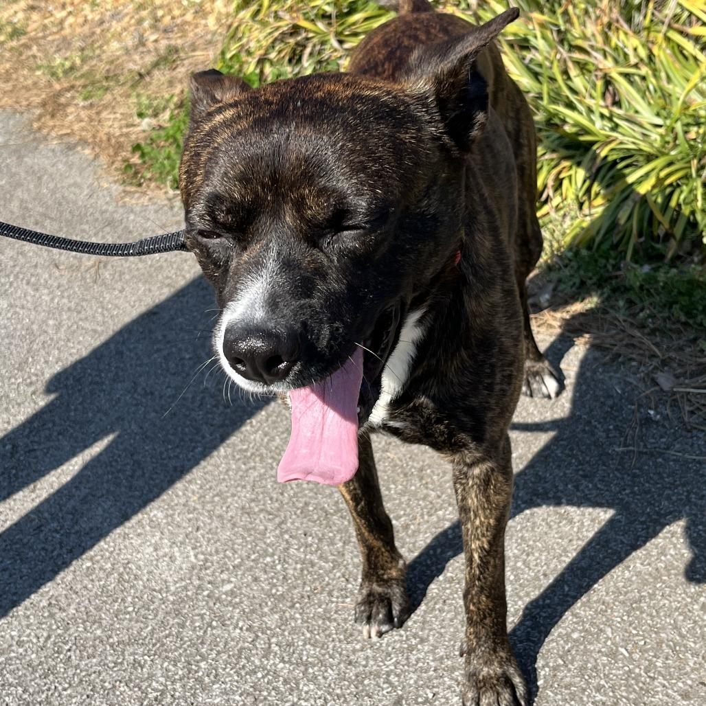 Popeye, a Adoptable Terrier in Chattanooga, TN image 3/6
