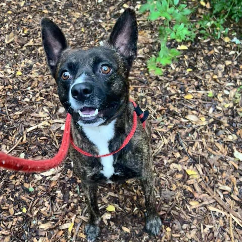 Popeye, a Adoptable Terrier in Chattanooga, TN image 4/6