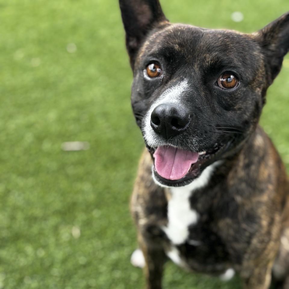 Popeye, a Adoptable Terrier in Chattanooga, TN image 5/6