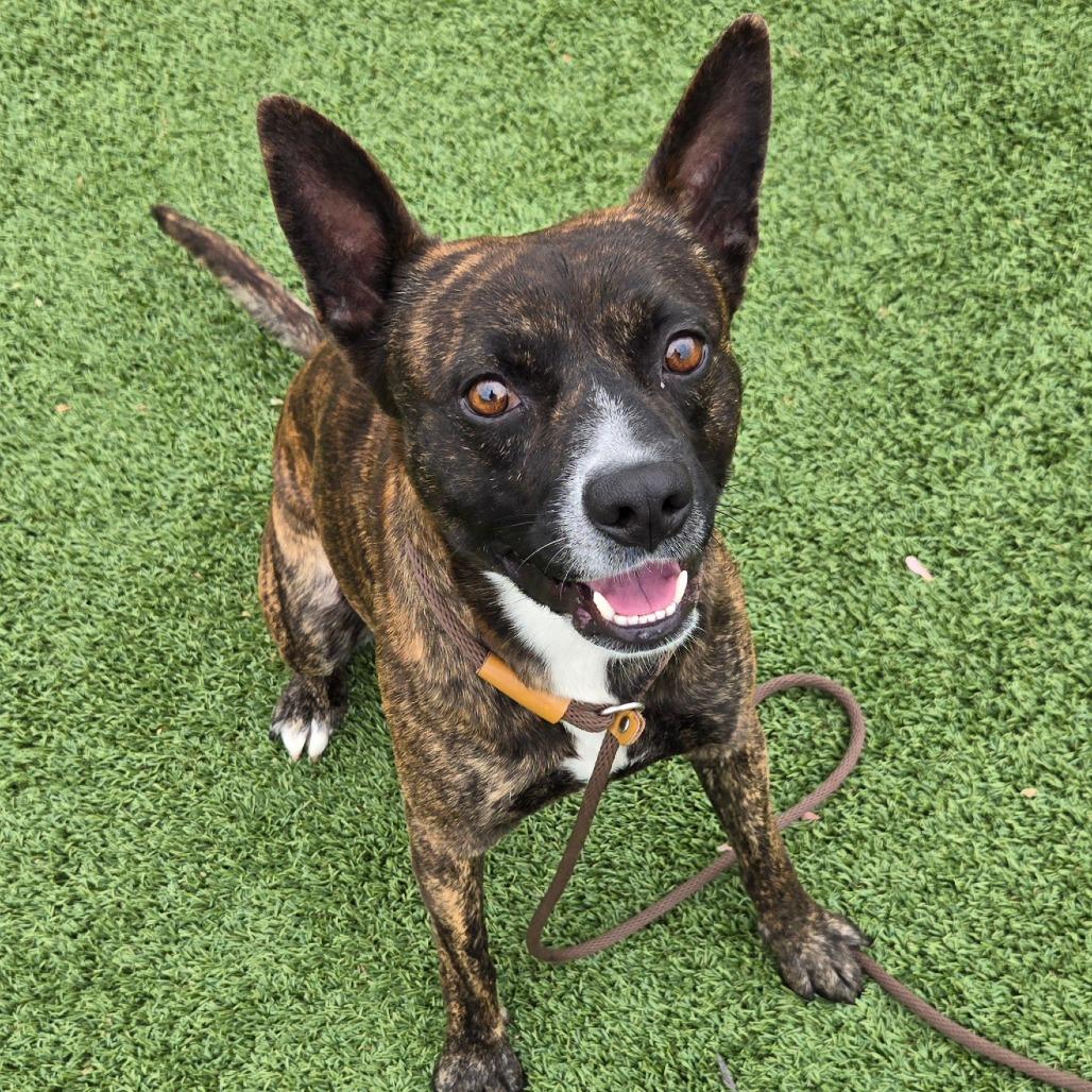 Popeye, a Adoptable Terrier in Chattanooga, TN image 6/6