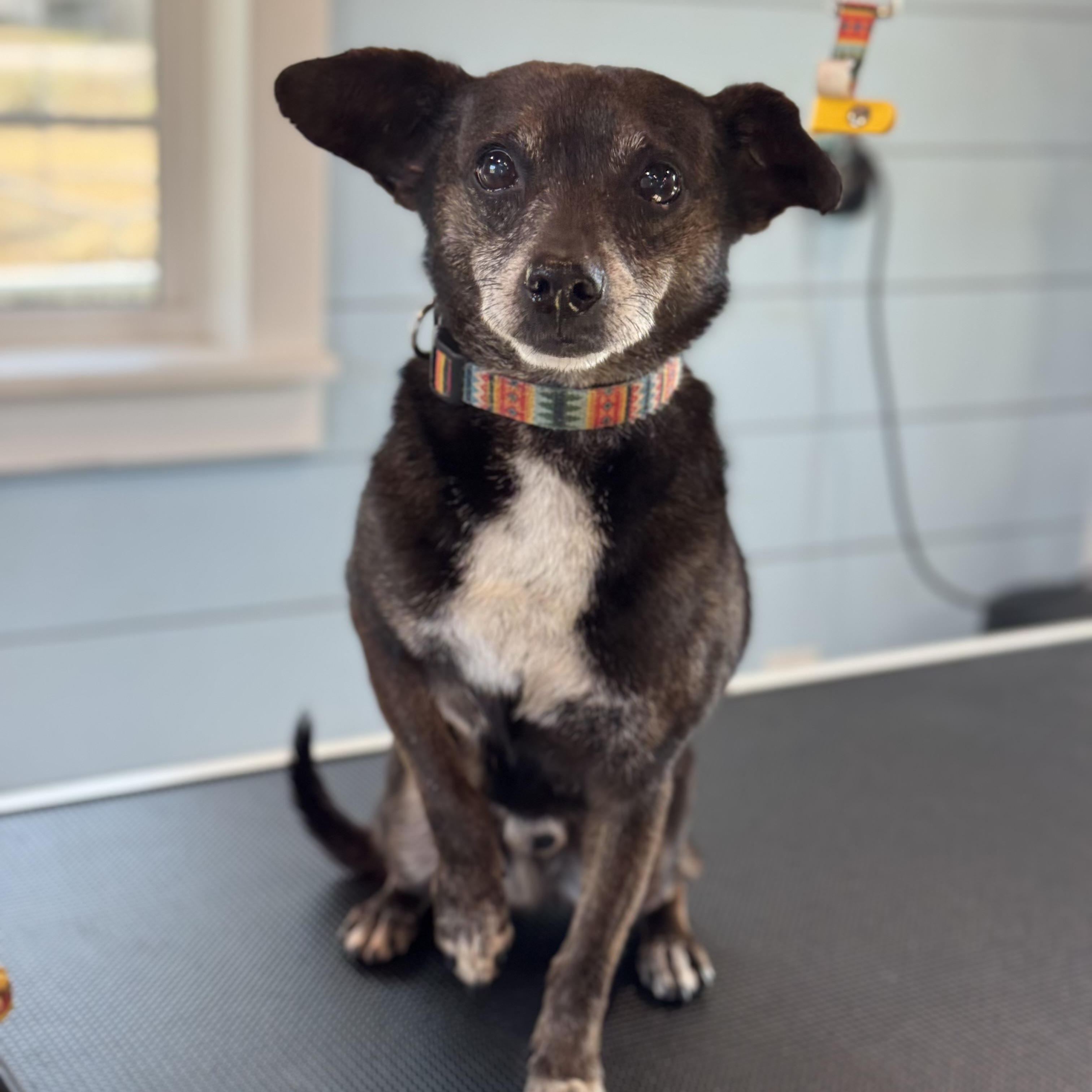 Enlarge Snoop & Thor , an adopted mixed breed in Troy, NY image 3/6