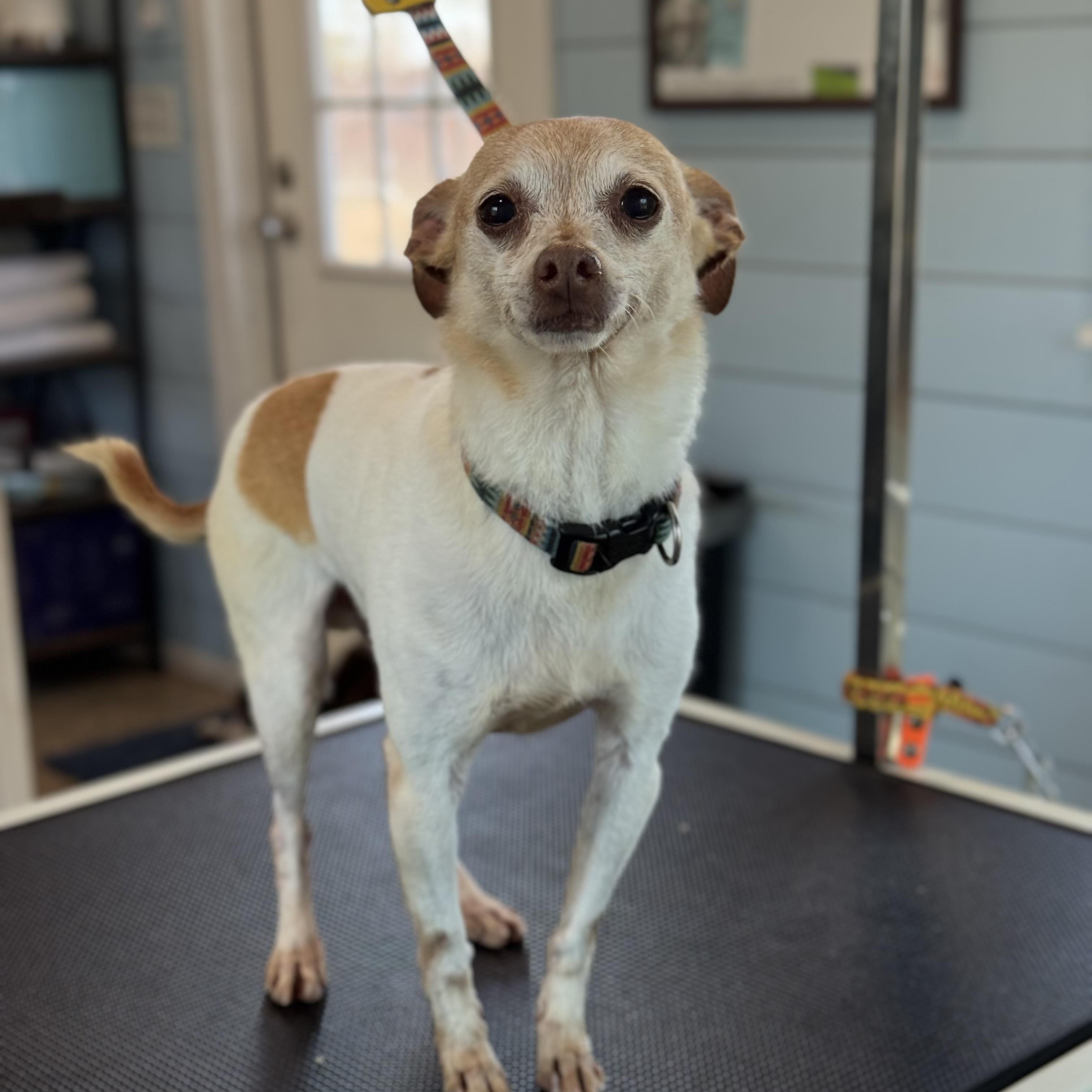 Enlarge Snoop & Thor , an adopted mixed breed in Troy, NY image 2/6