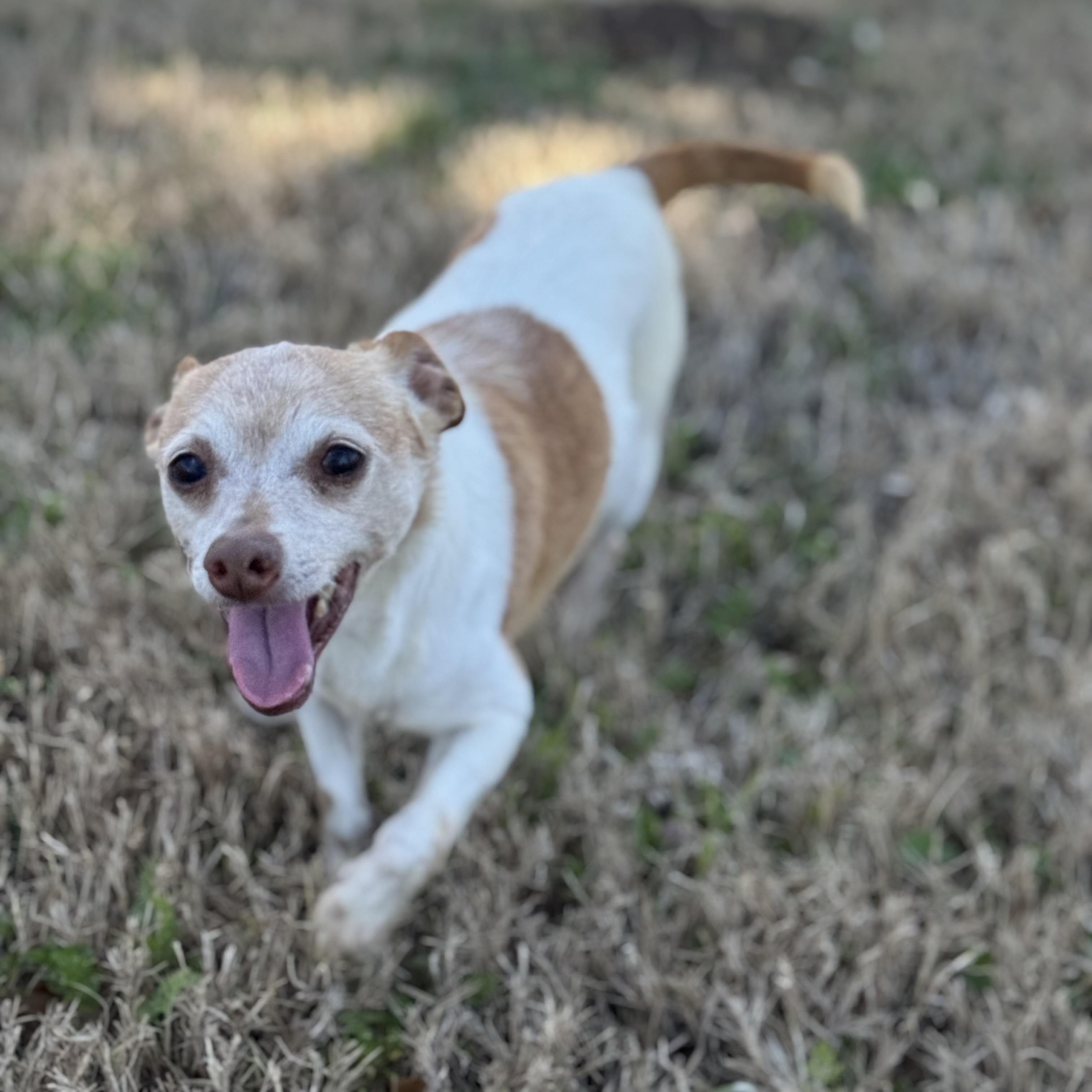 Enlarge Snoop & Thor , an adopted mixed breed in Troy, NY image 4/6