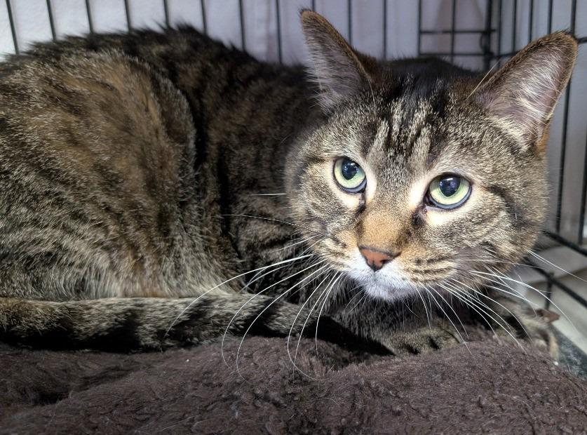 Bruce, Adopted, Adult Male Domestic Short Hair.