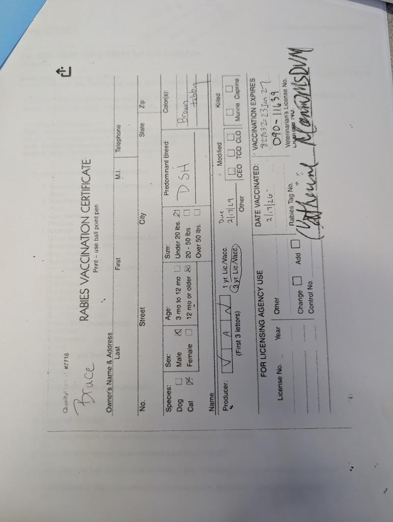 Enlarge Bruce, a Adopted mixed breed in Rockford, IL image 2/6