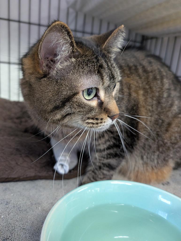 Enlarge Bruce, a Adopted mixed breed in Rockford, IL image 3/6